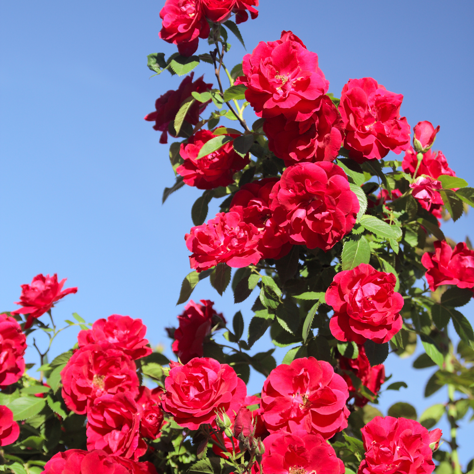 ROSA ‘MUSHIMARA’ Róża pnąca