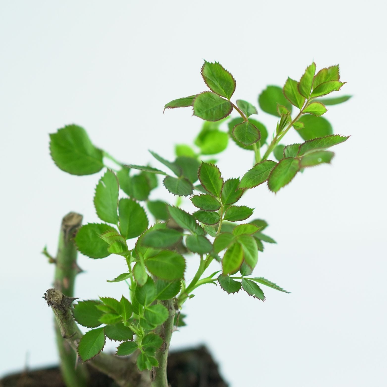 ROSA 'Mushimara' Róża pnąca