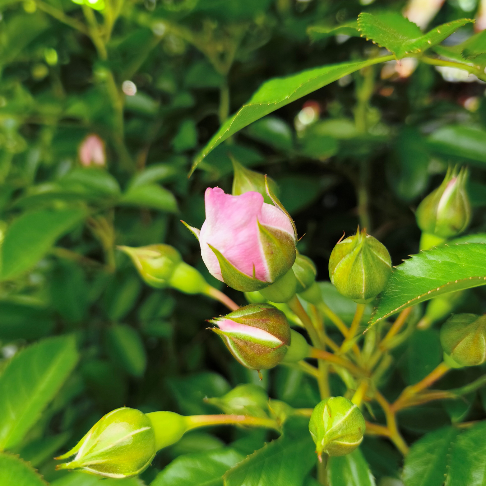 ROSA 'NAUTICA' Róża 