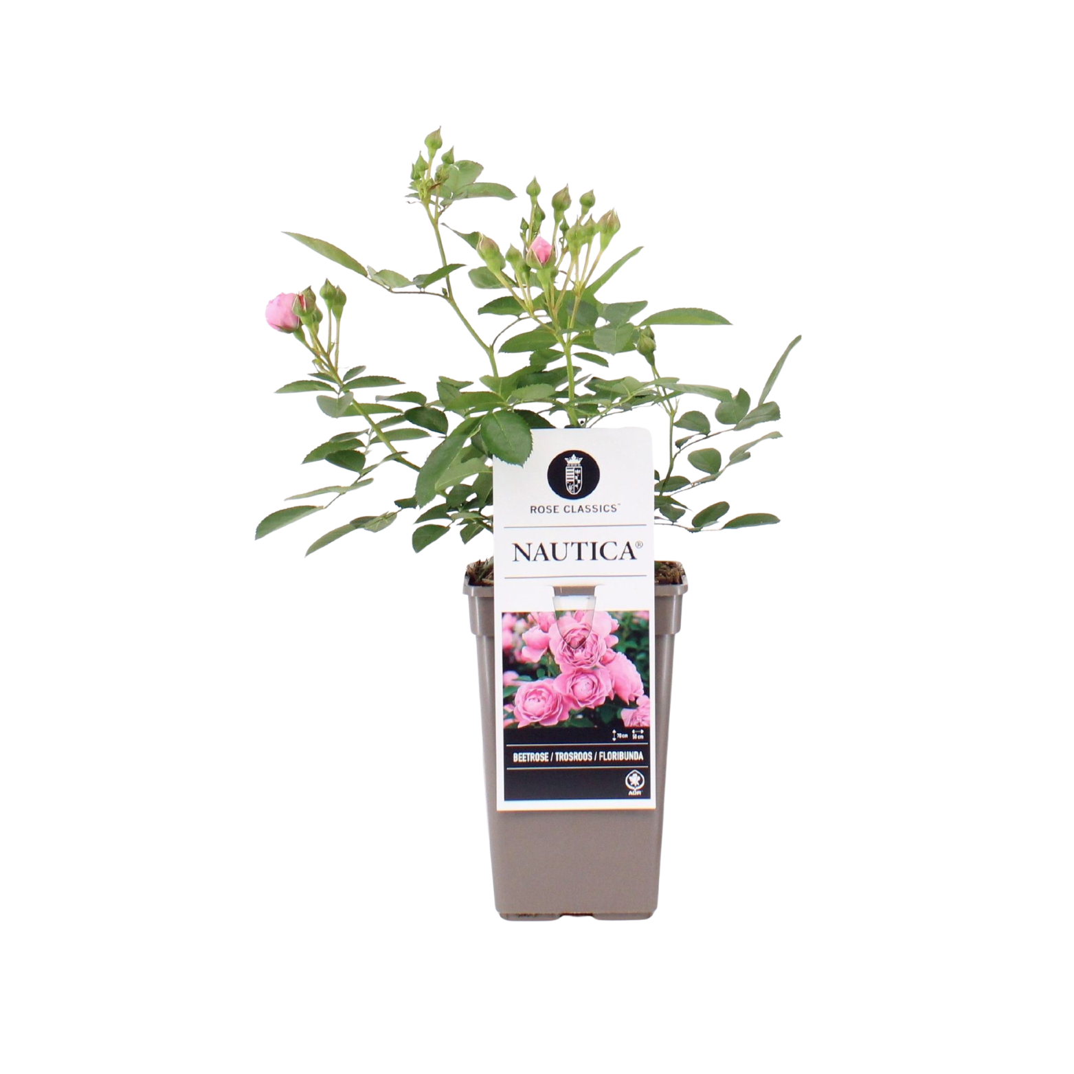 ROSA 'NAUTICA' Róża 