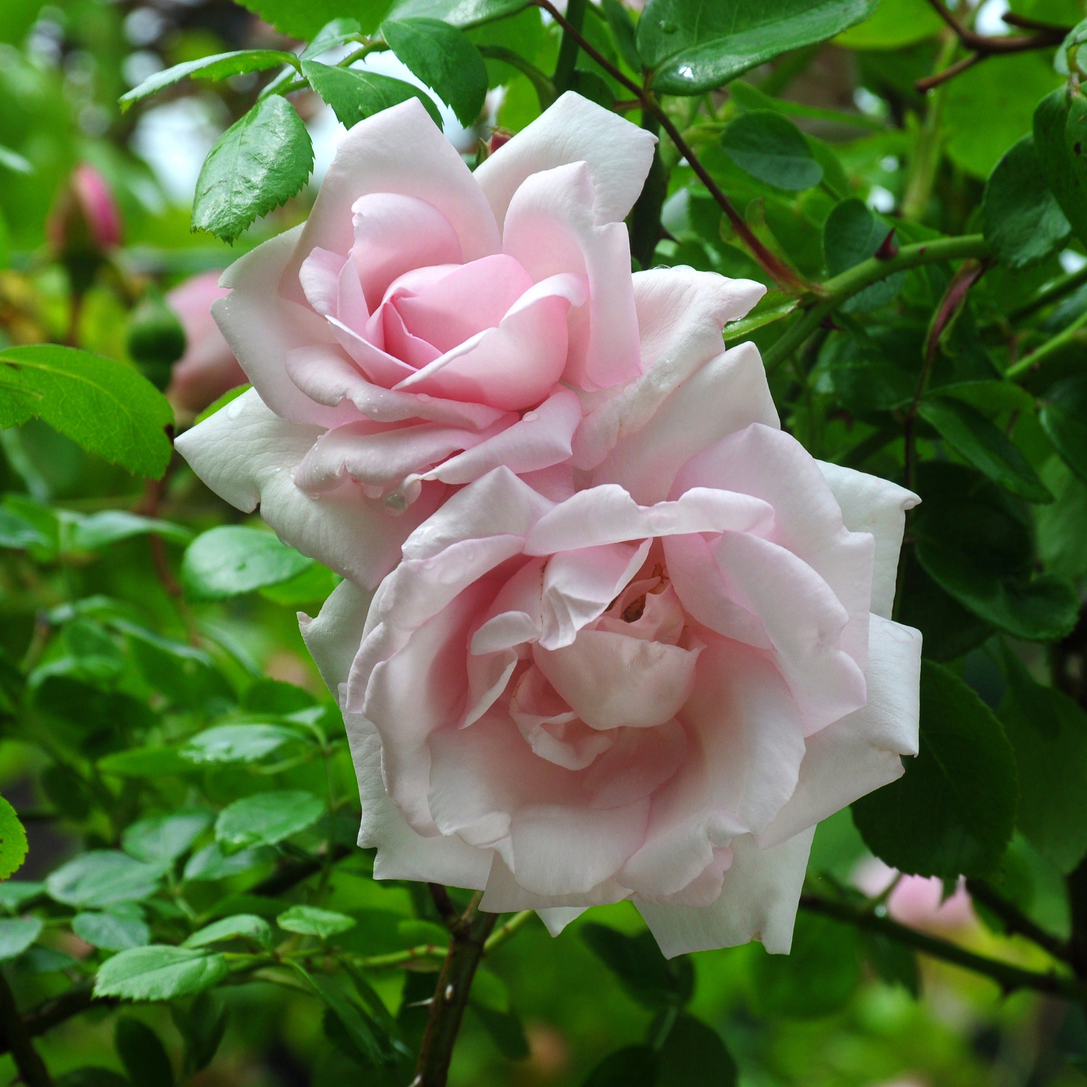 ROSA 'NEW DAWN' Róża wielkokwiatowa