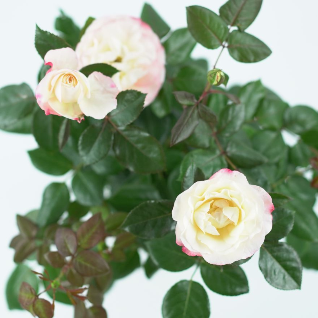ROSA 'NOSTALGIE' Róża