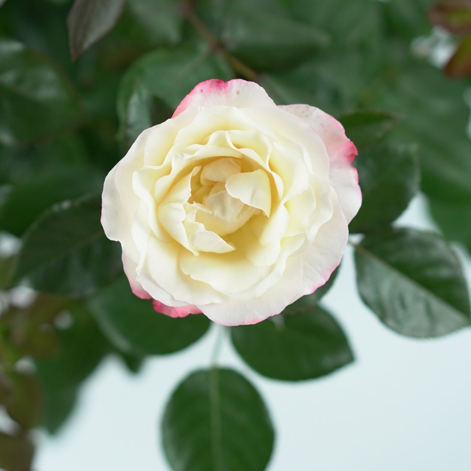 ROSA 'NOSTALGIE' Róża