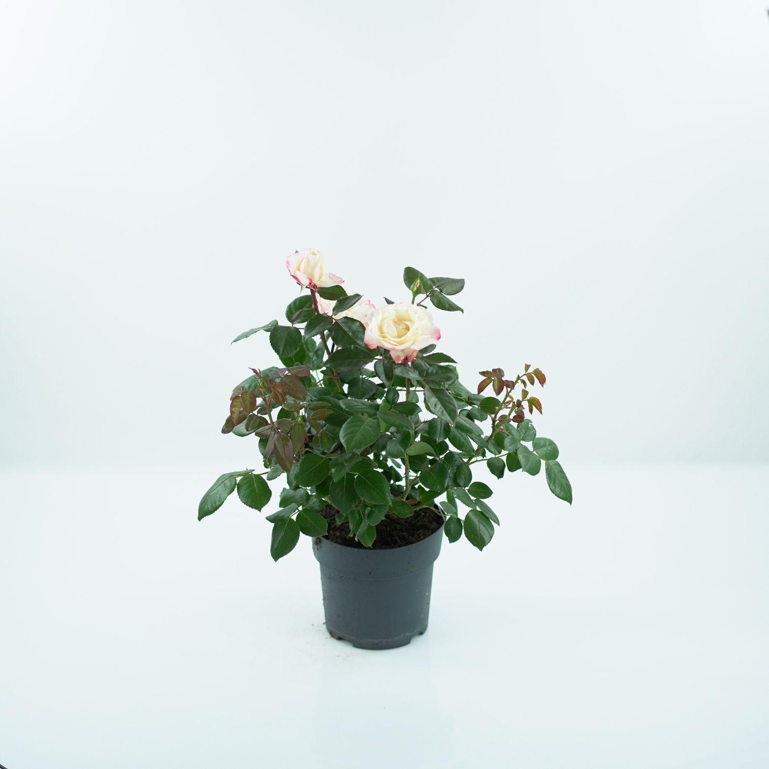 ROSA 'NOSTALGIE' Róża