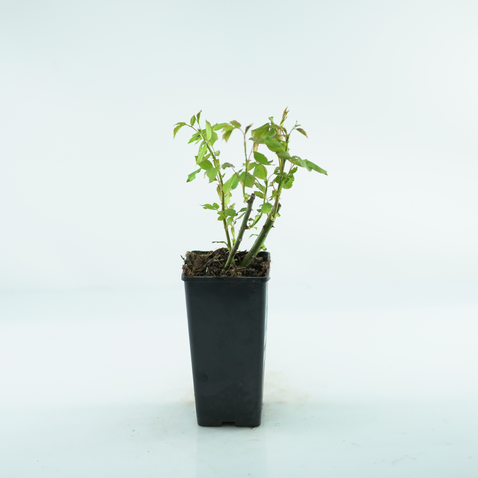ROSA 'PAUL'S SCARLET' Róża pnąca