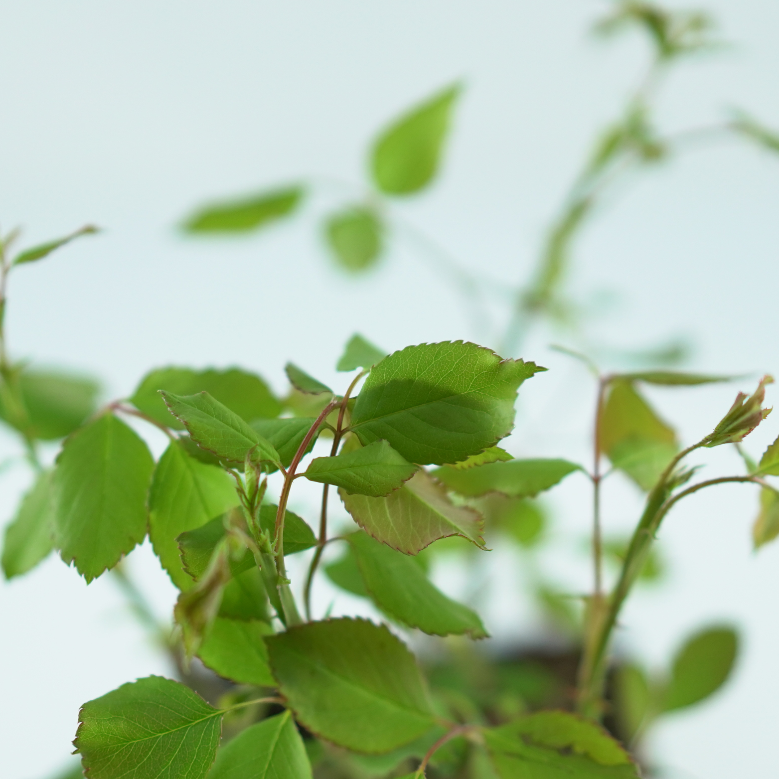 ROSA 'PAUL'S SCARLET' Róża pnąca