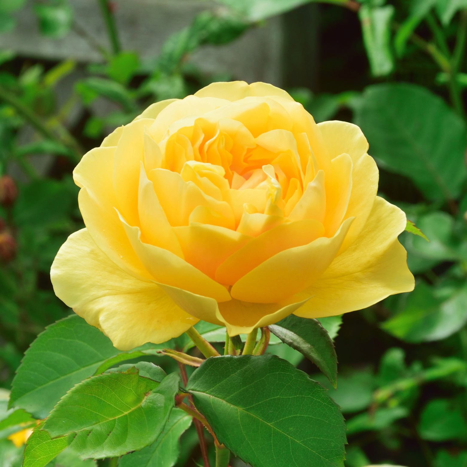 ROSA 'Golden Showers' Róża pnąca