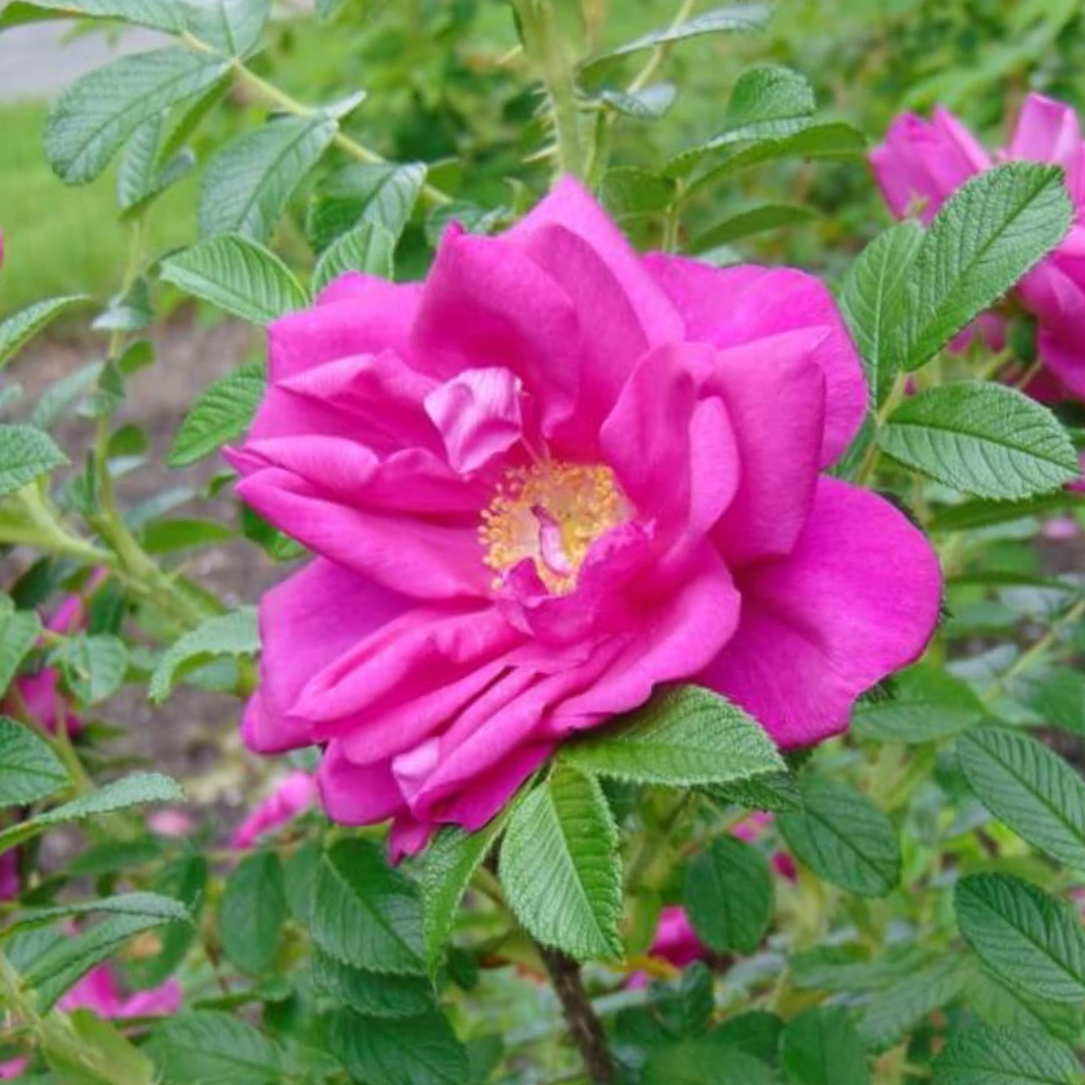 ROSA 'ROTES MEER' Róża parkowa