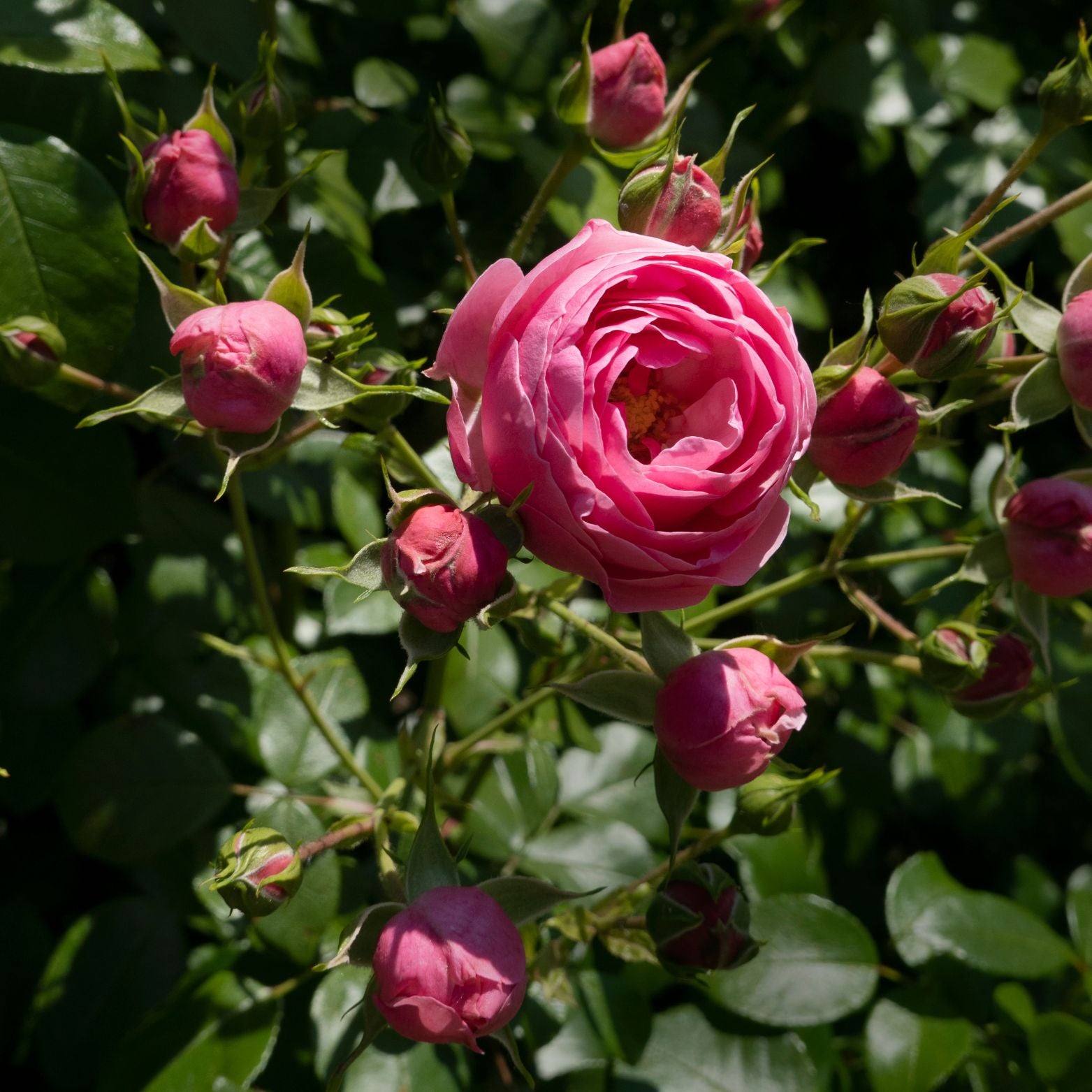ROSA Róża miniaturowa drobnokwiatowa
