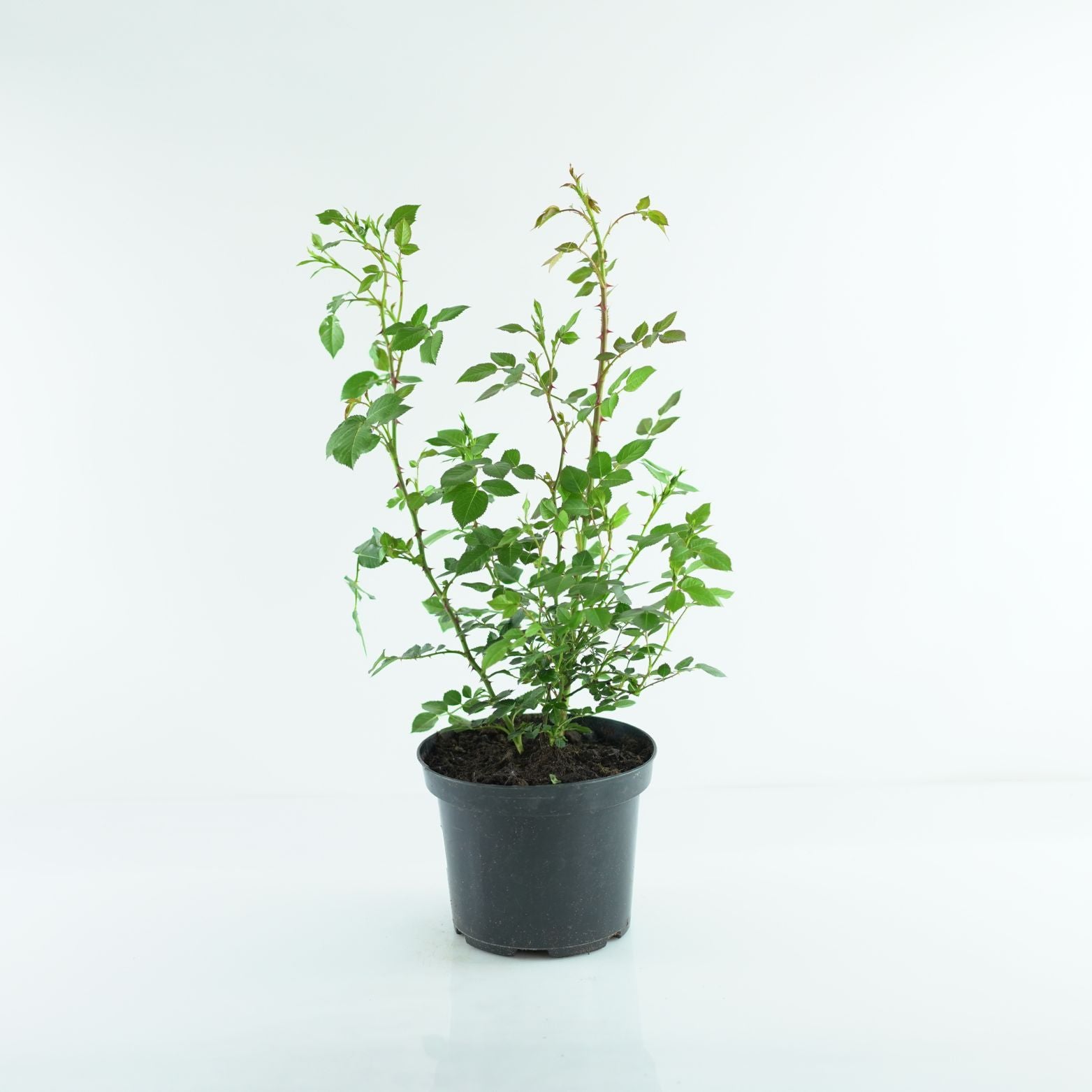 ROSA Róża miniaturowa drobnokwiatowa