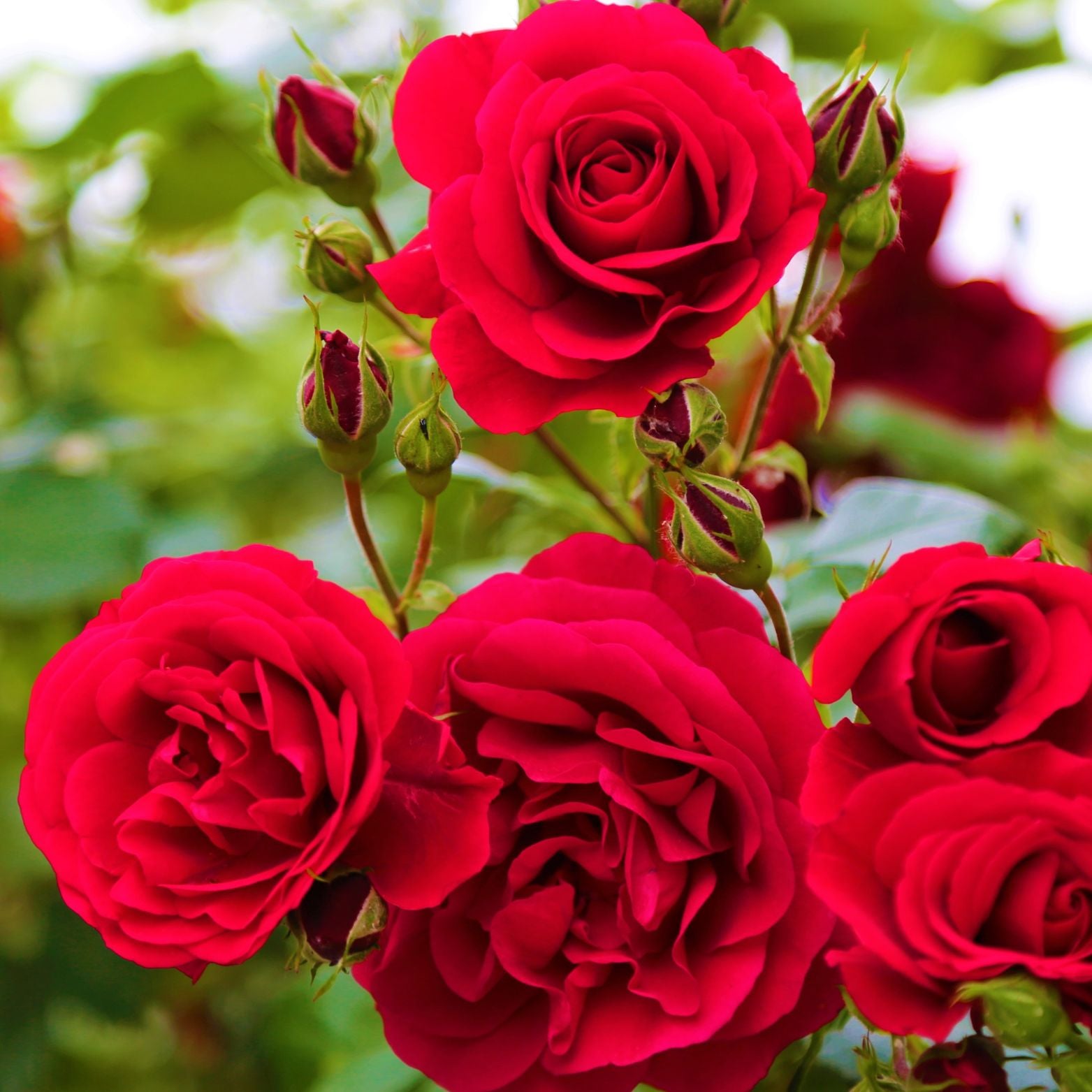 ROSA Róża miniaturowa drobnokwiatowa