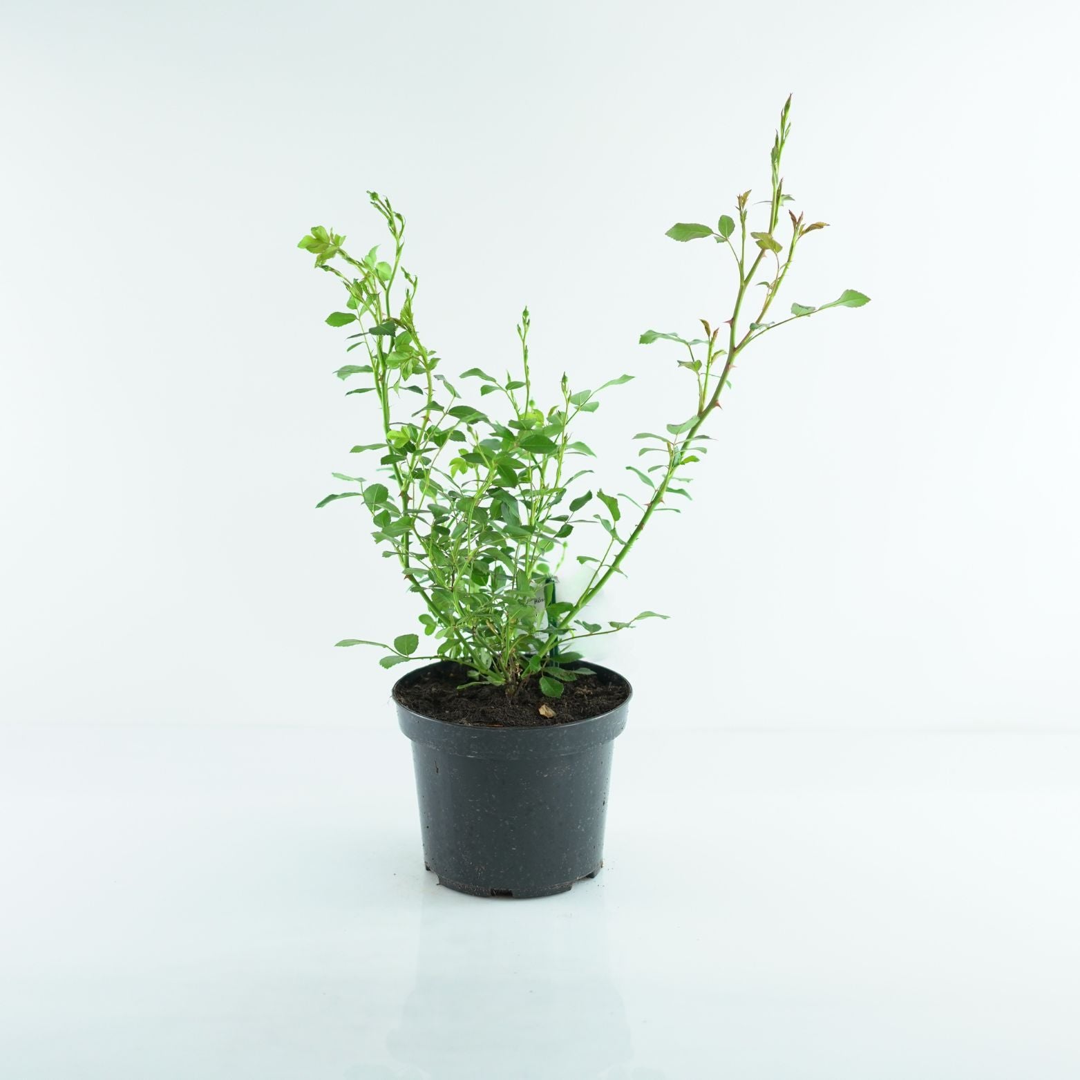 ROSA Róża miniaturowa drobnokwiatowa