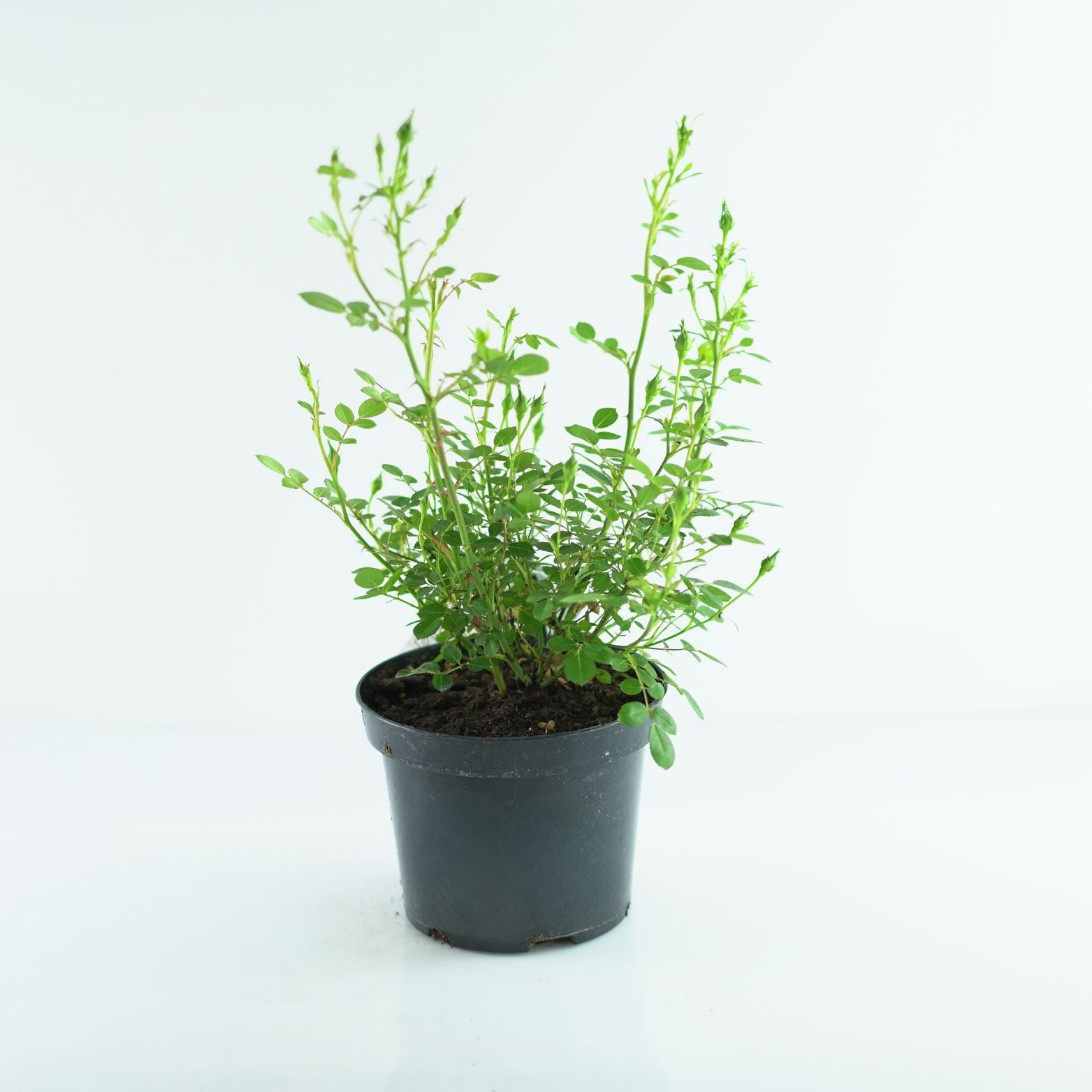 ROSA Róża miniaturowa drobnokwiatowa