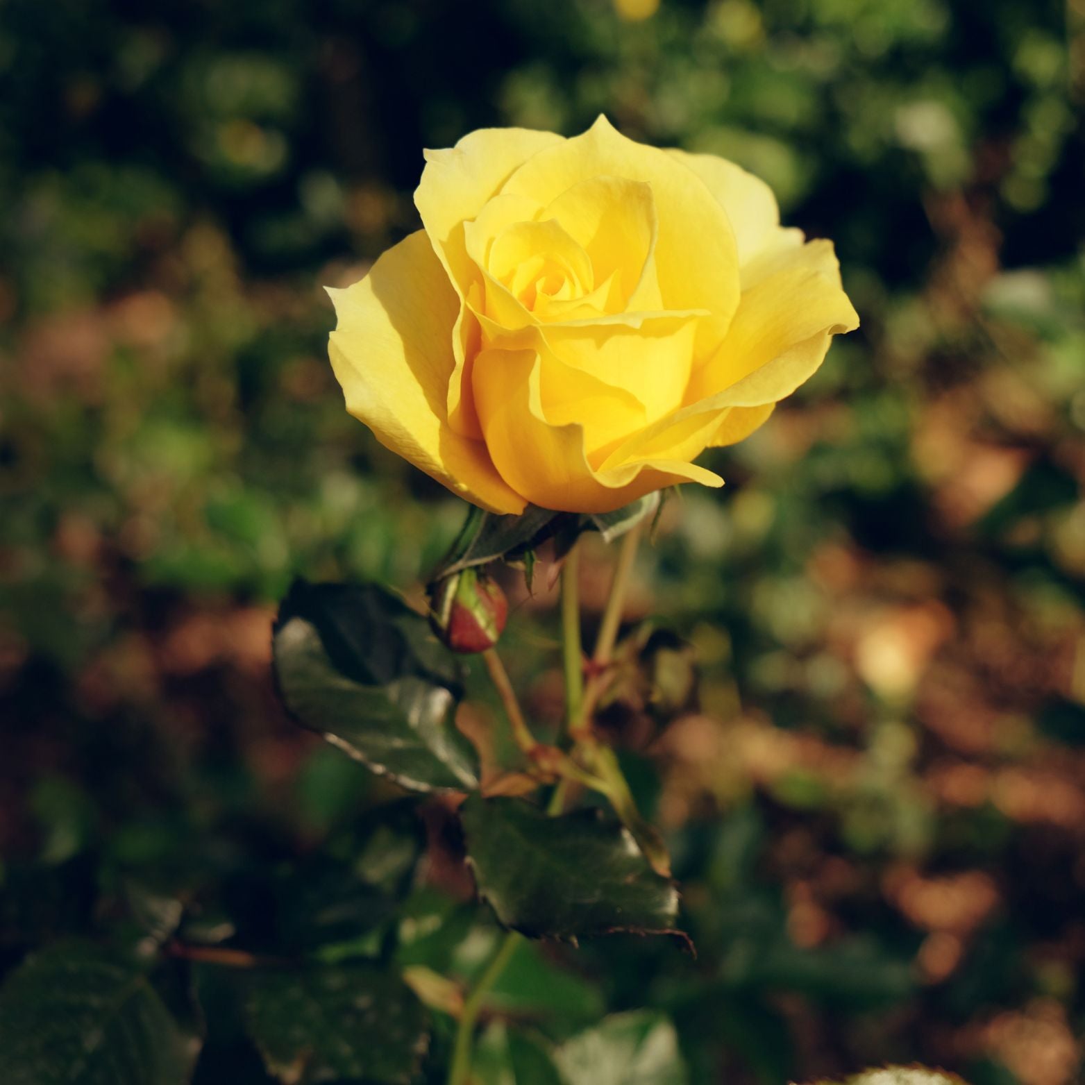 ROSA Róża miniaturowa drobnokwiatowa