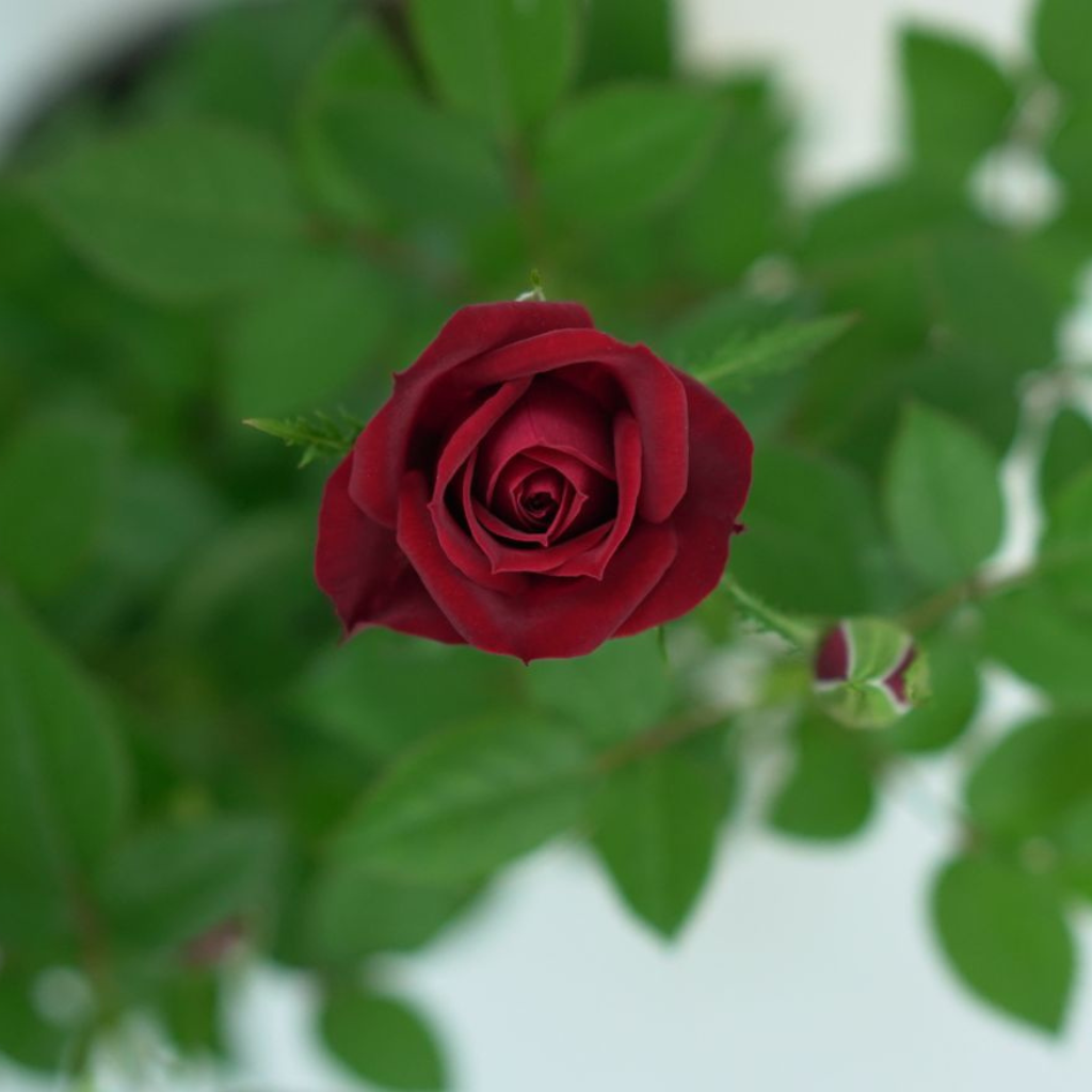 ROSA 'LOTZ OF' Róża doniczkowa 