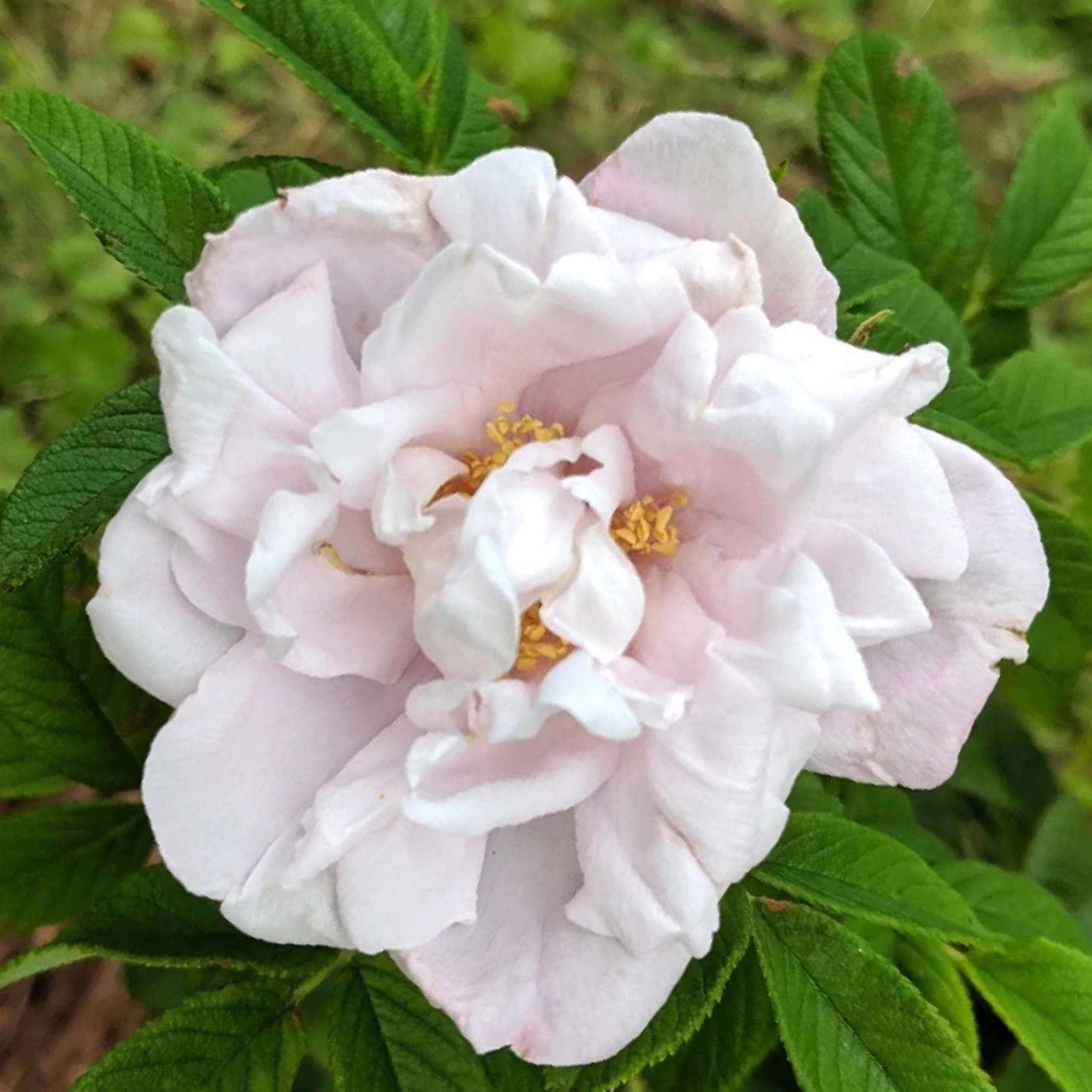 ROSA 'SCHNEEKOPPE' Róża 