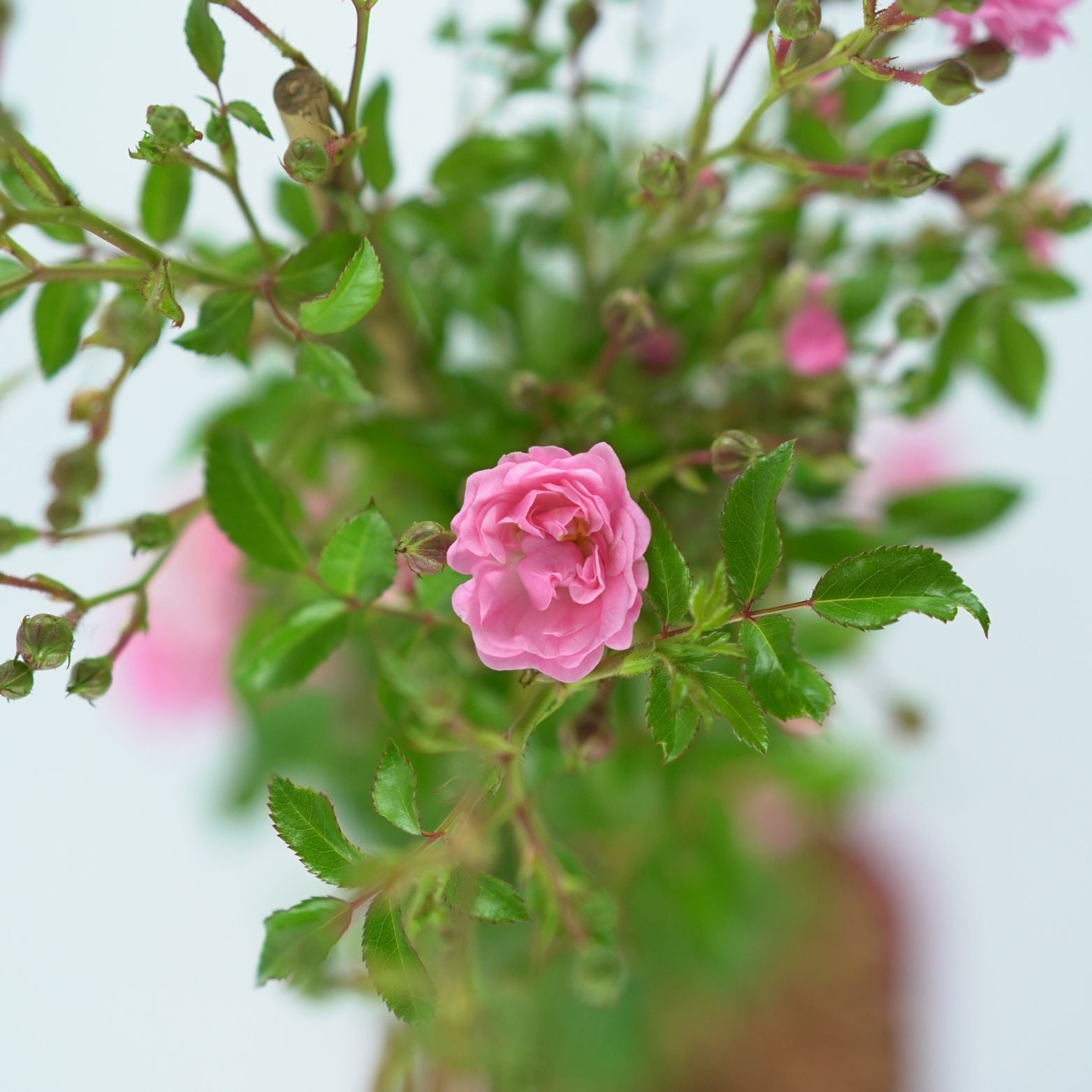 ROSA 'THE FAIRY' Róża okrywowa
