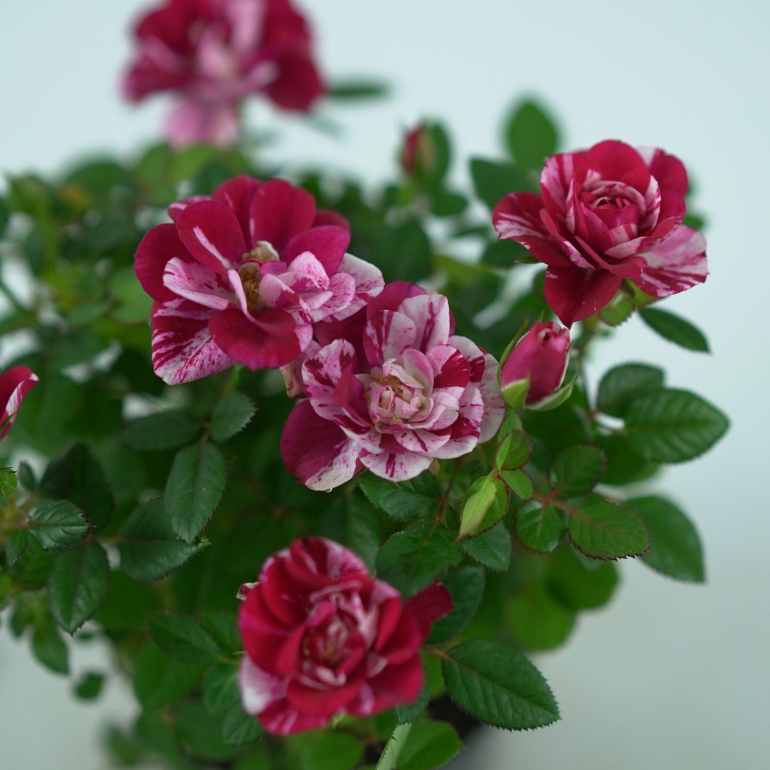 ROSA VICTORY Róża