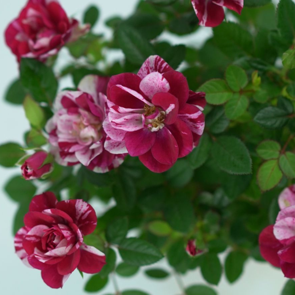 ROSA VICTORY Róża