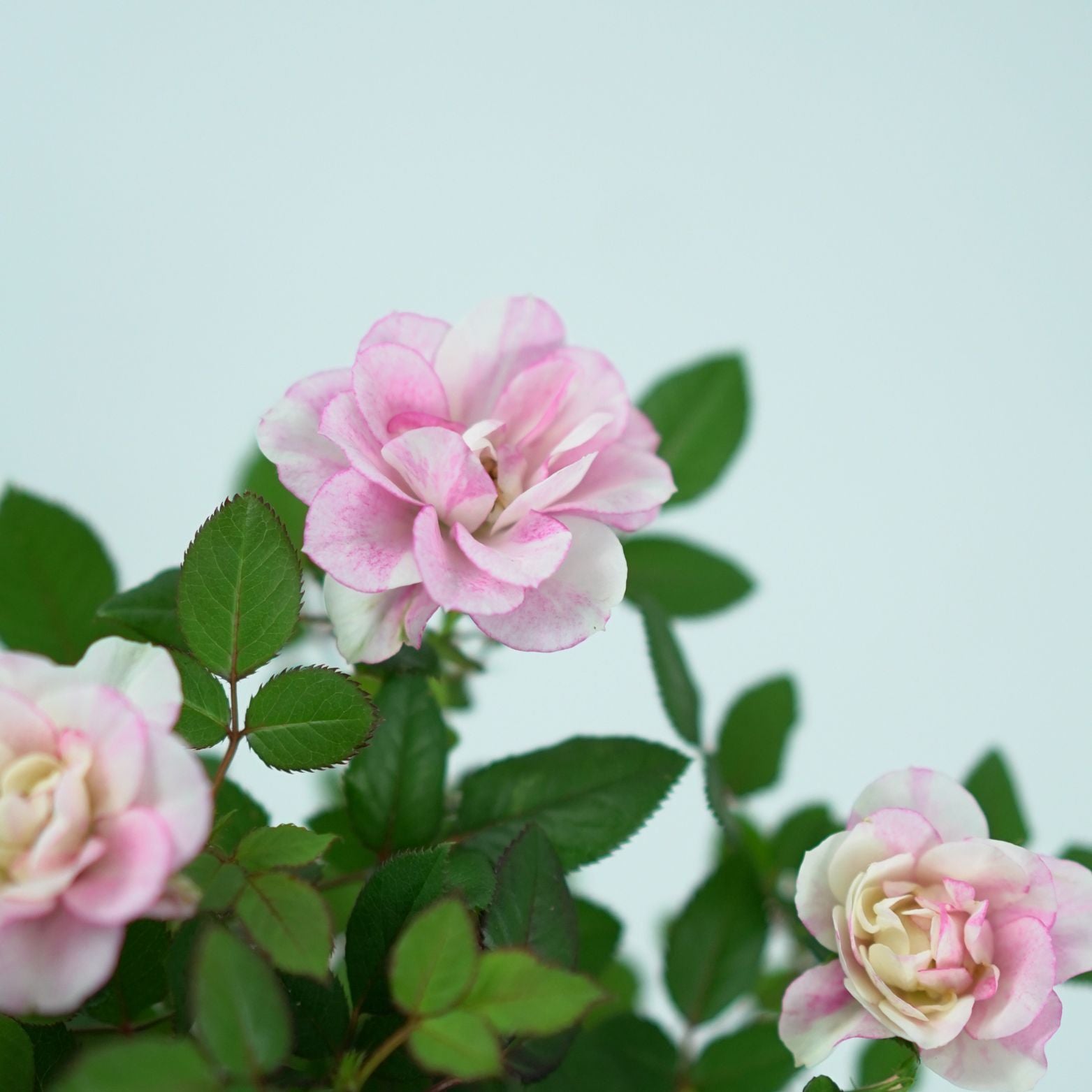 ROSA VICTORY Róża