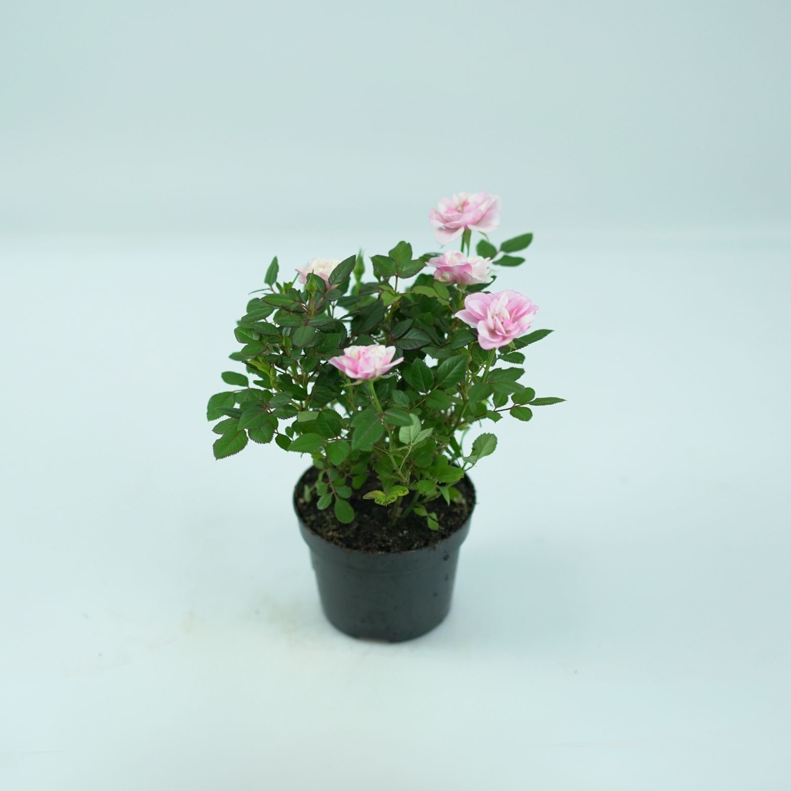 ROSA VICTORY Róża