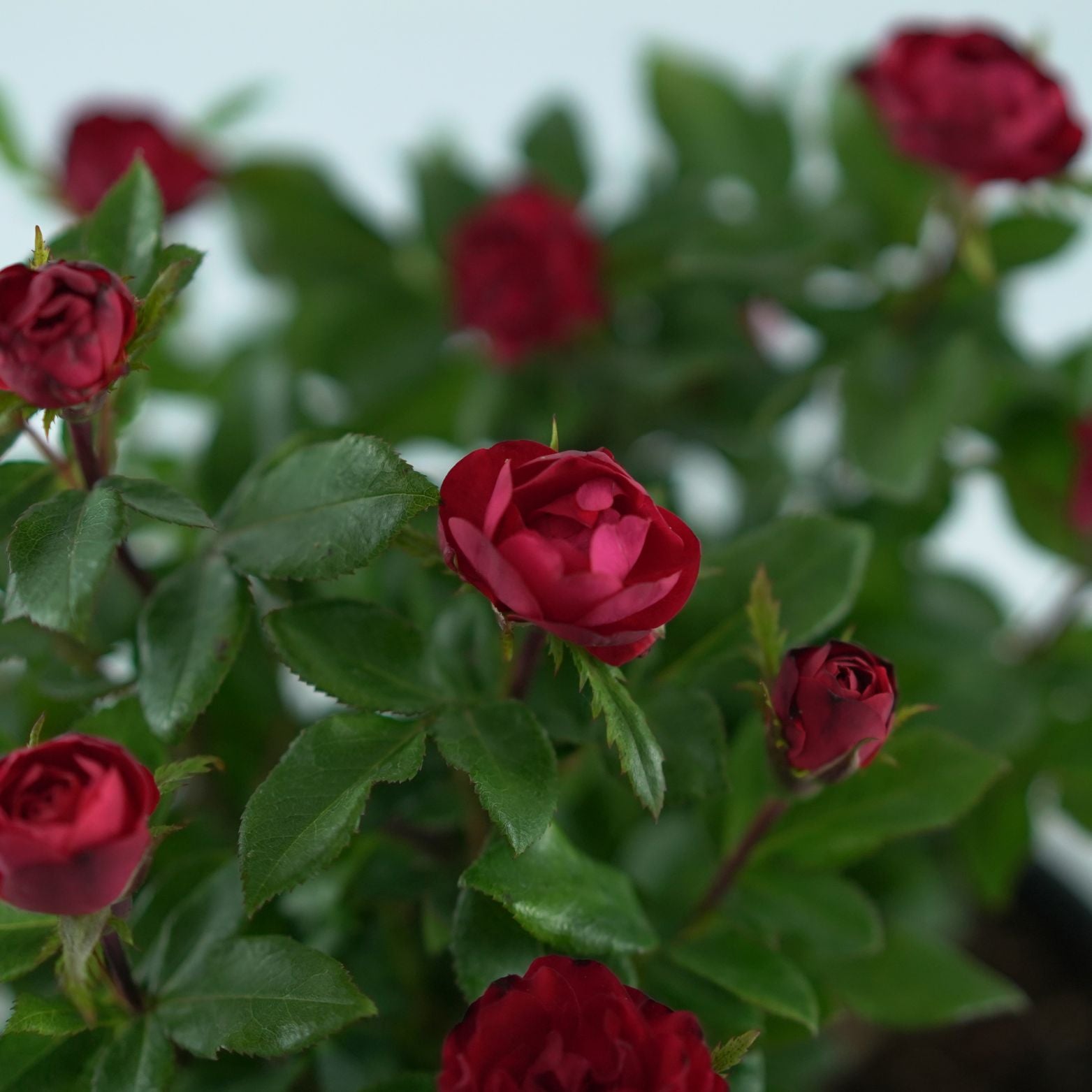 ROSA 'ZEPETI' Róża