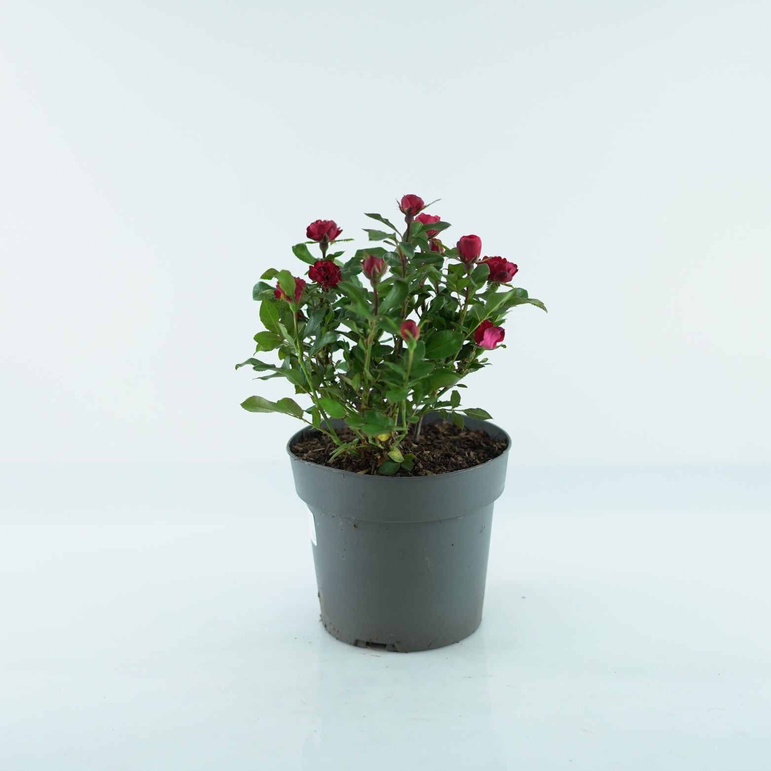ROSA 'ZEPETI' Róża
