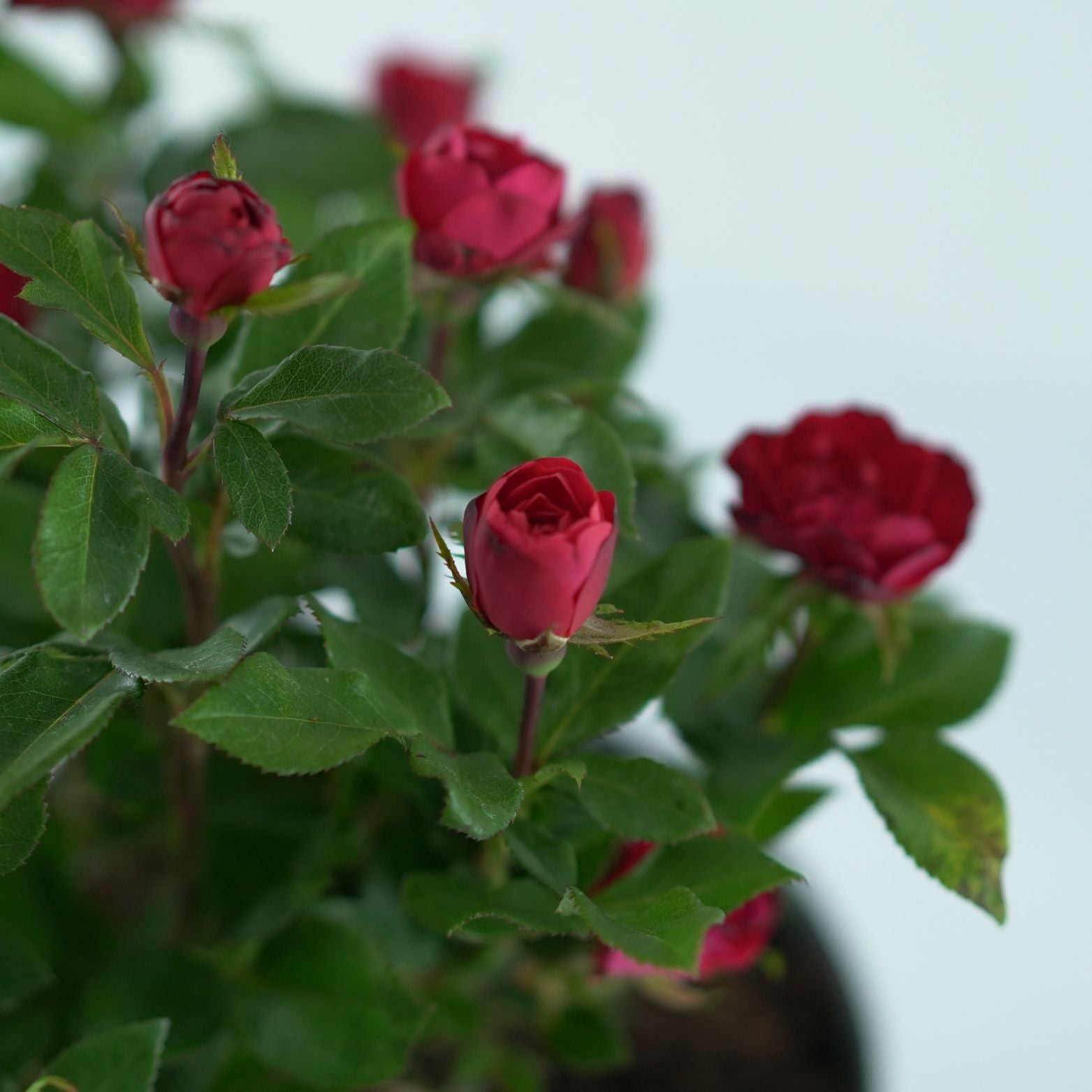 ROSA 'ZEPETI' Róża