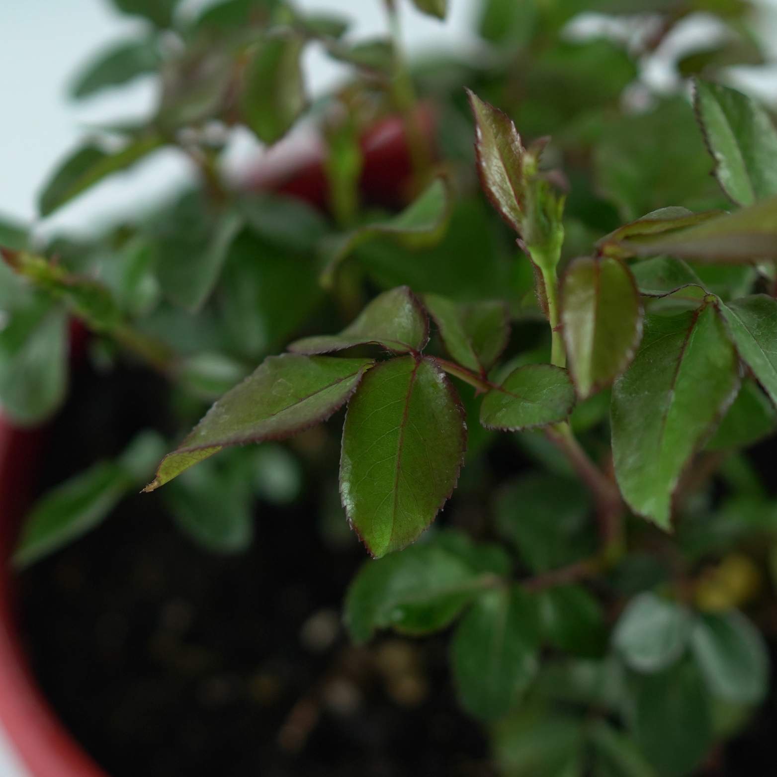 ROSA 'ZEPETI' Róża