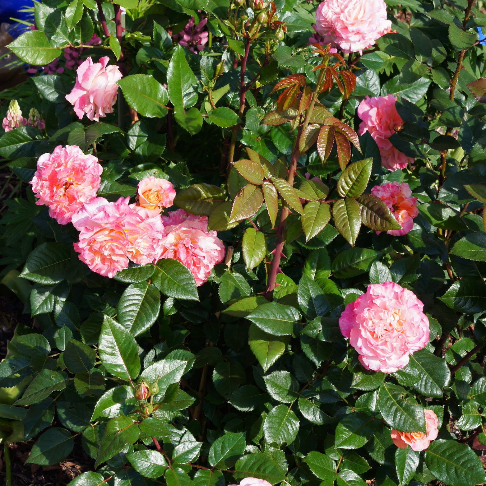 ROSEN NOSTALGIE 'AUGUSTA LUISE' Róża nostalgiczna