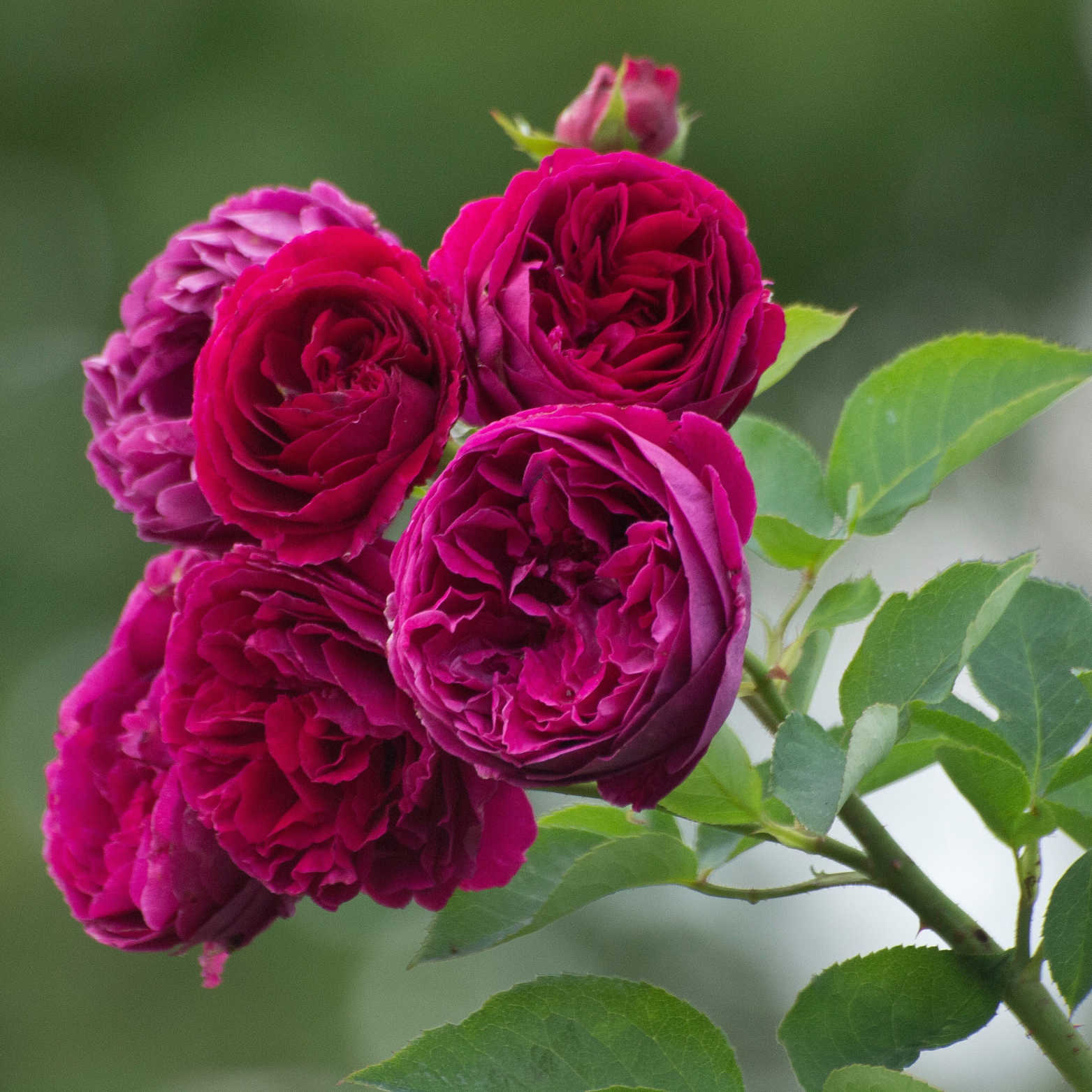 ROSEN NOSTALGIE 'ROKOKO MAGIC' Róża nostalgiczna