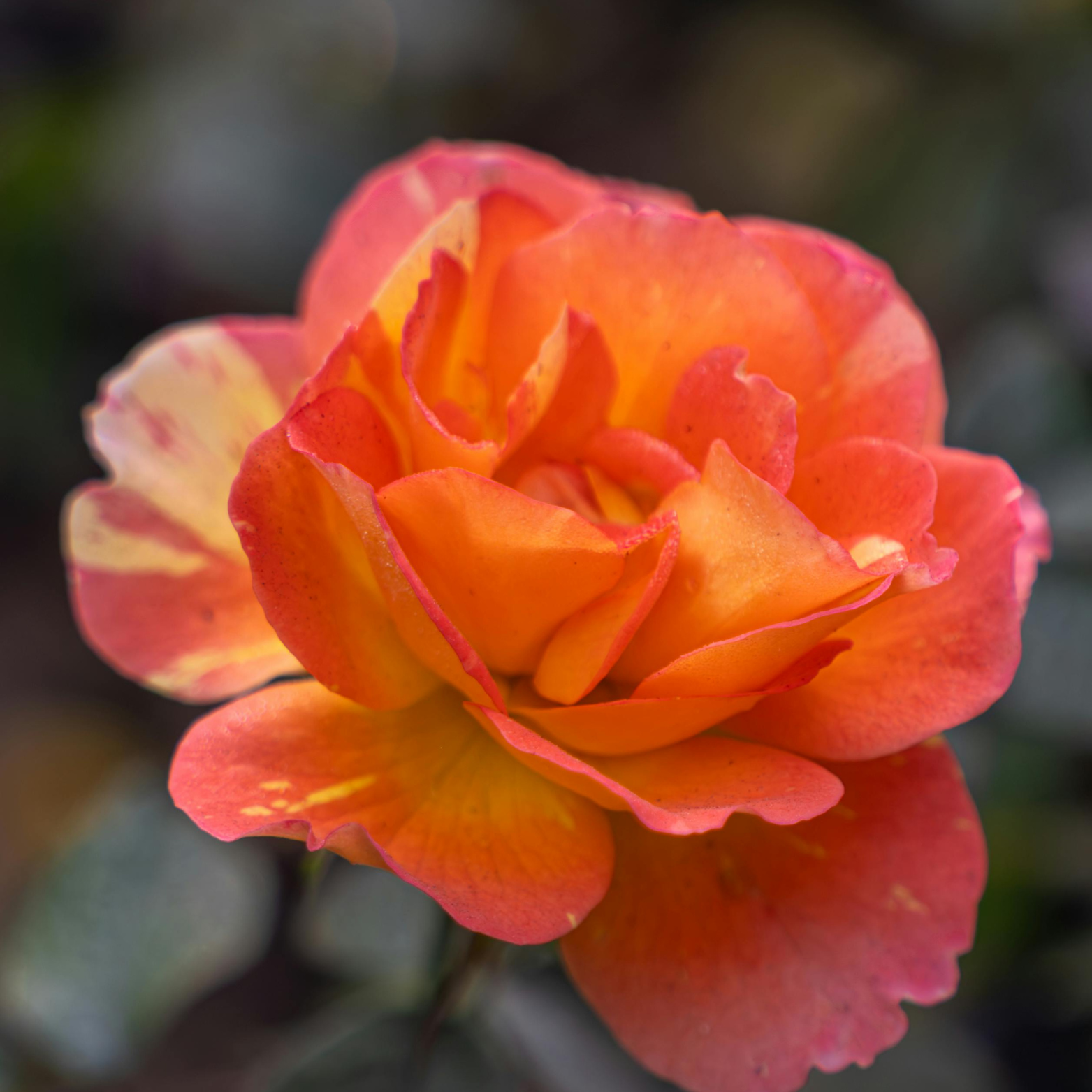 ROSEN TANTAU 'MIDSUMMER' Róża nostalgiczna