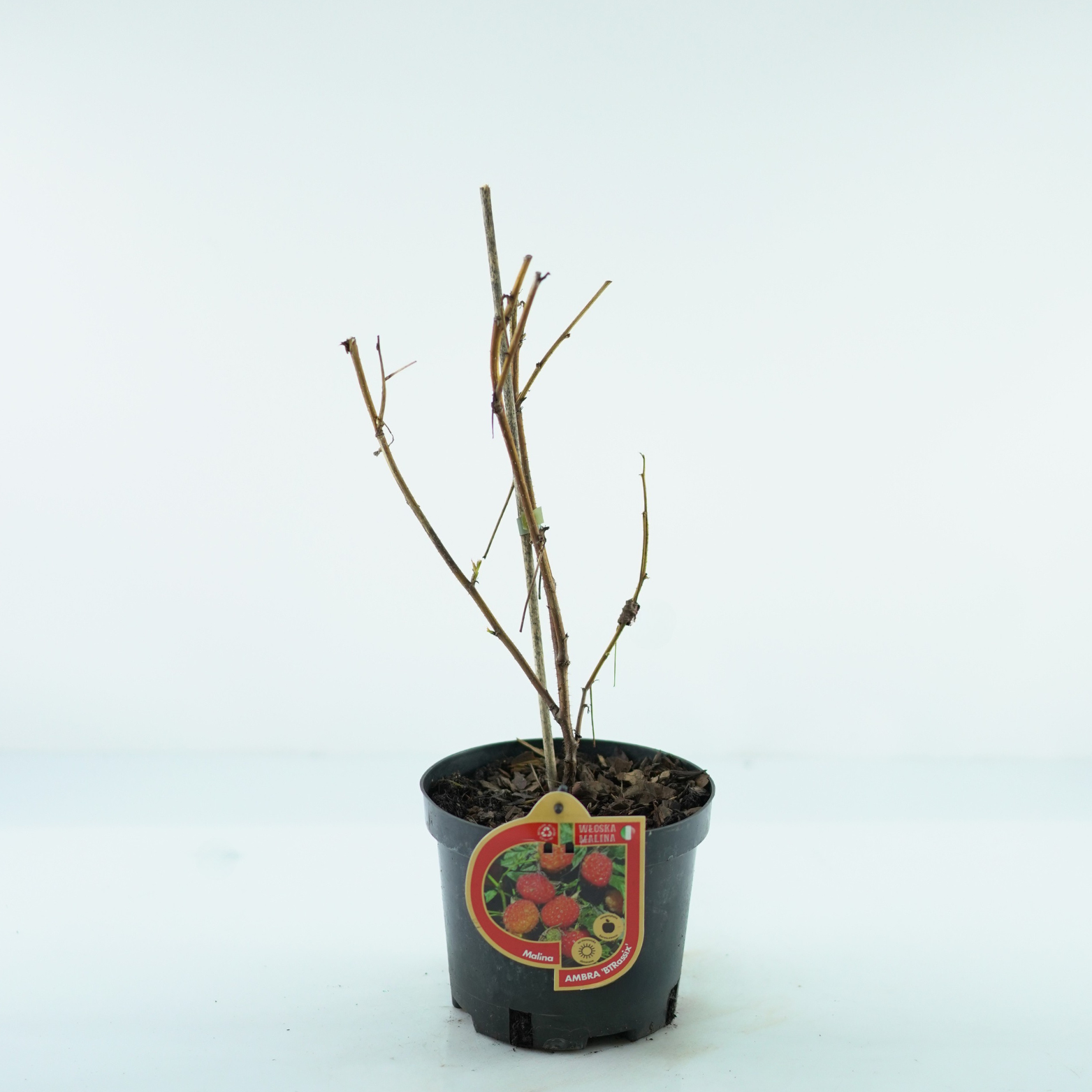 RUBUS IDAEUS 'AMBRA' Malina