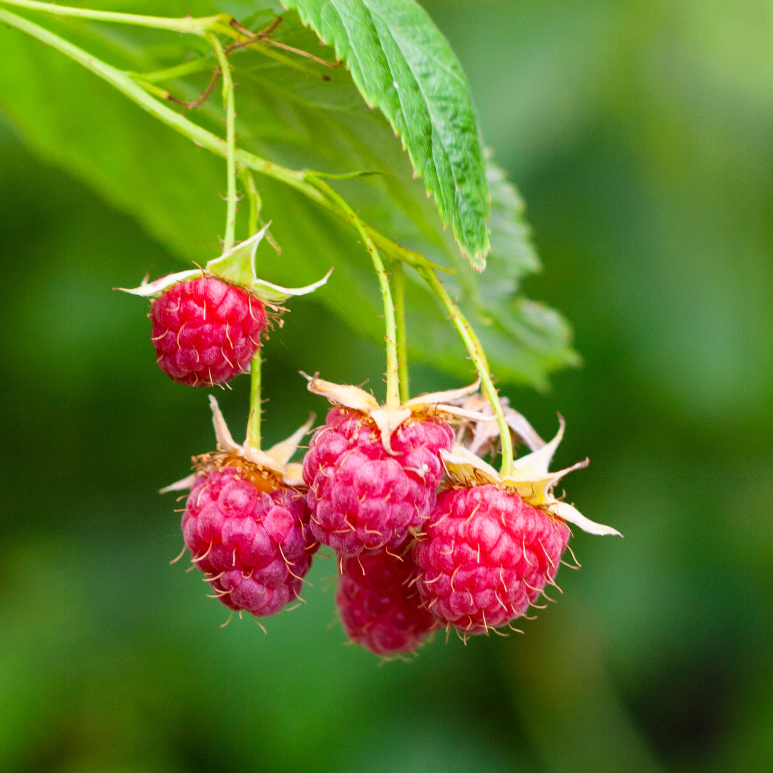 RUBUS IDAEUS 'AMBRA' Malina