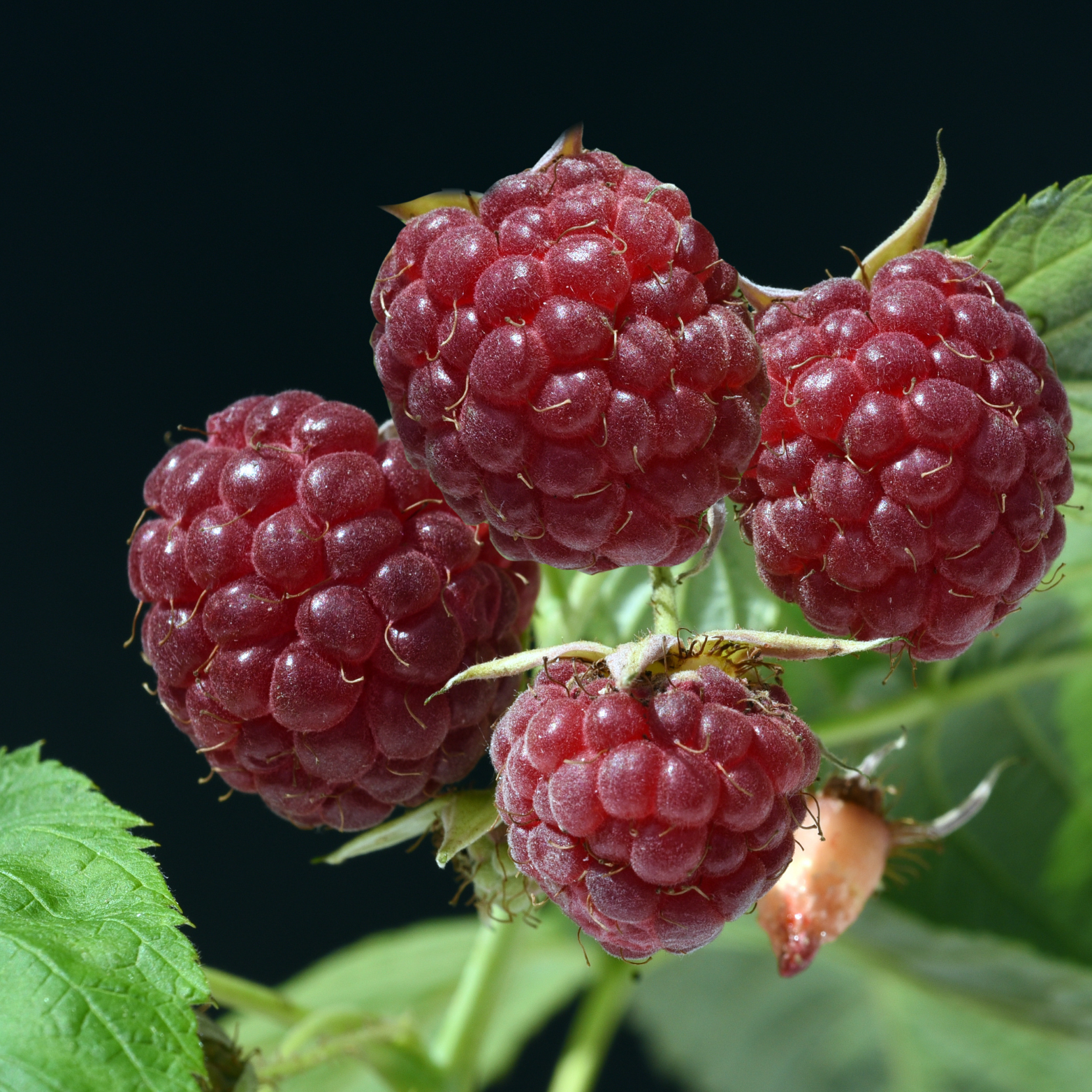 RUBUS IDAEUS 'AMBRA' Malina