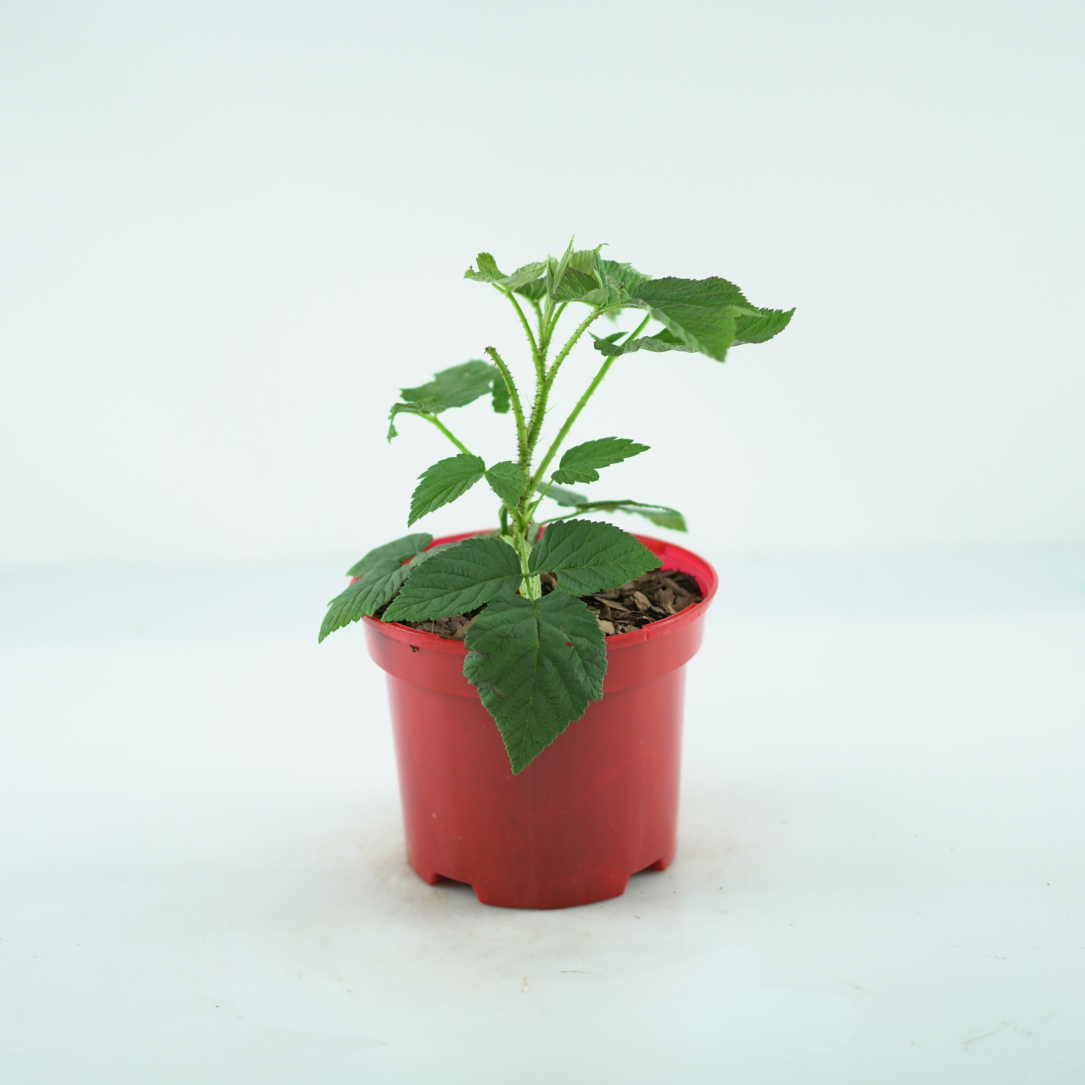 RUBUS IDAEUS 'CLARITA' Malina