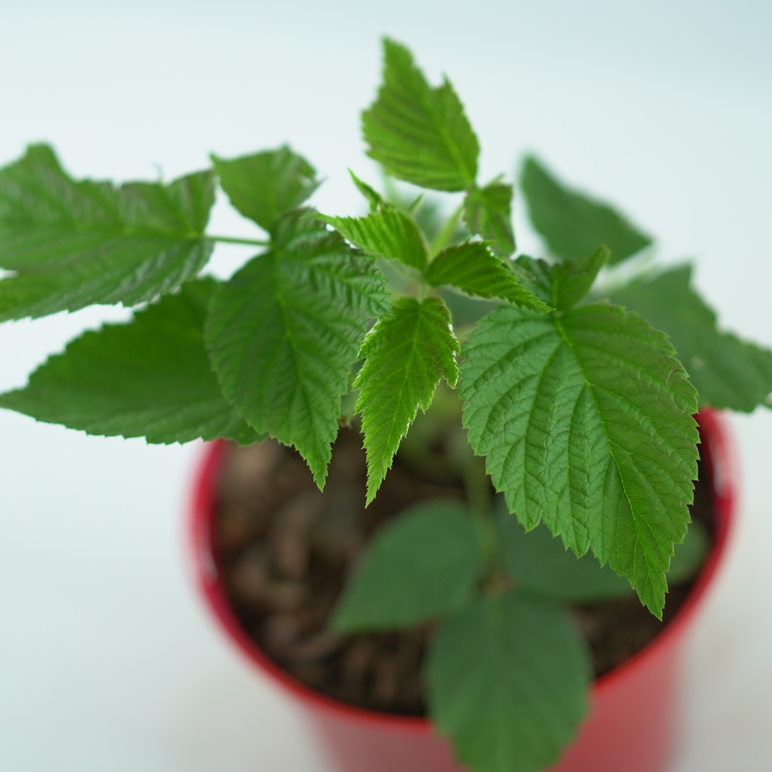 RUBUS IDAEUS 'CLARITA' Malina