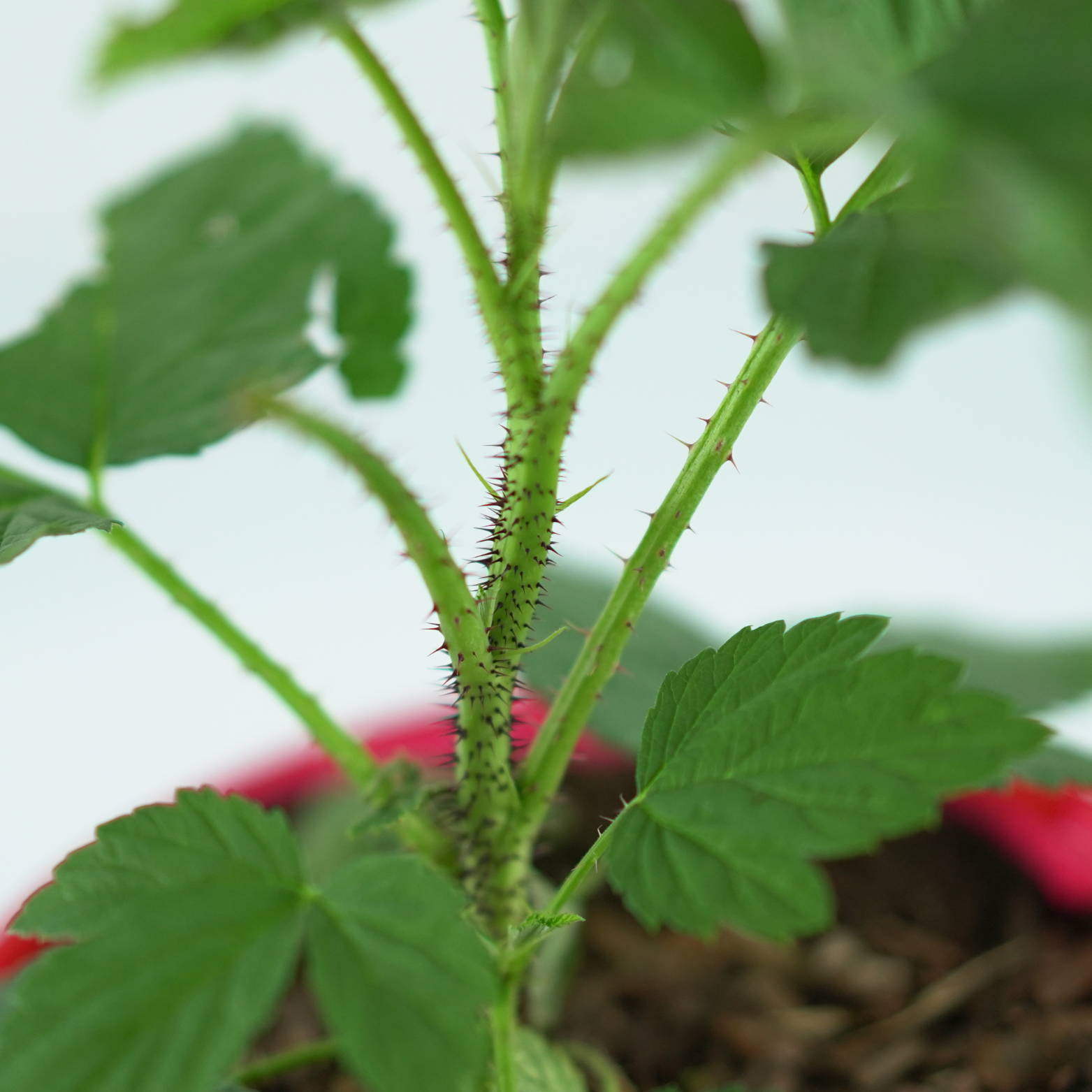 RUBUS IDAEUS 'CLARITA' Malina