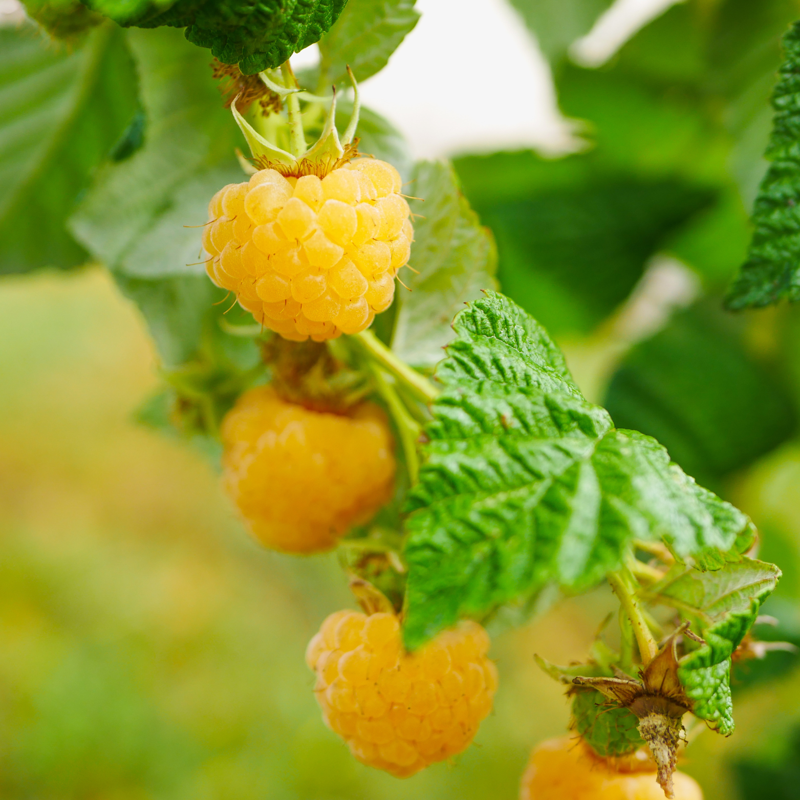 RUBUS IDAEUS 'GOLDEN QUEEN' Malina