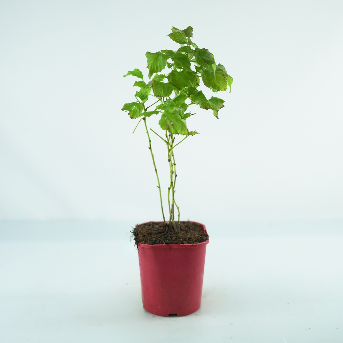 RUBUS IDAEUS 'Ruby Beauty' Malina