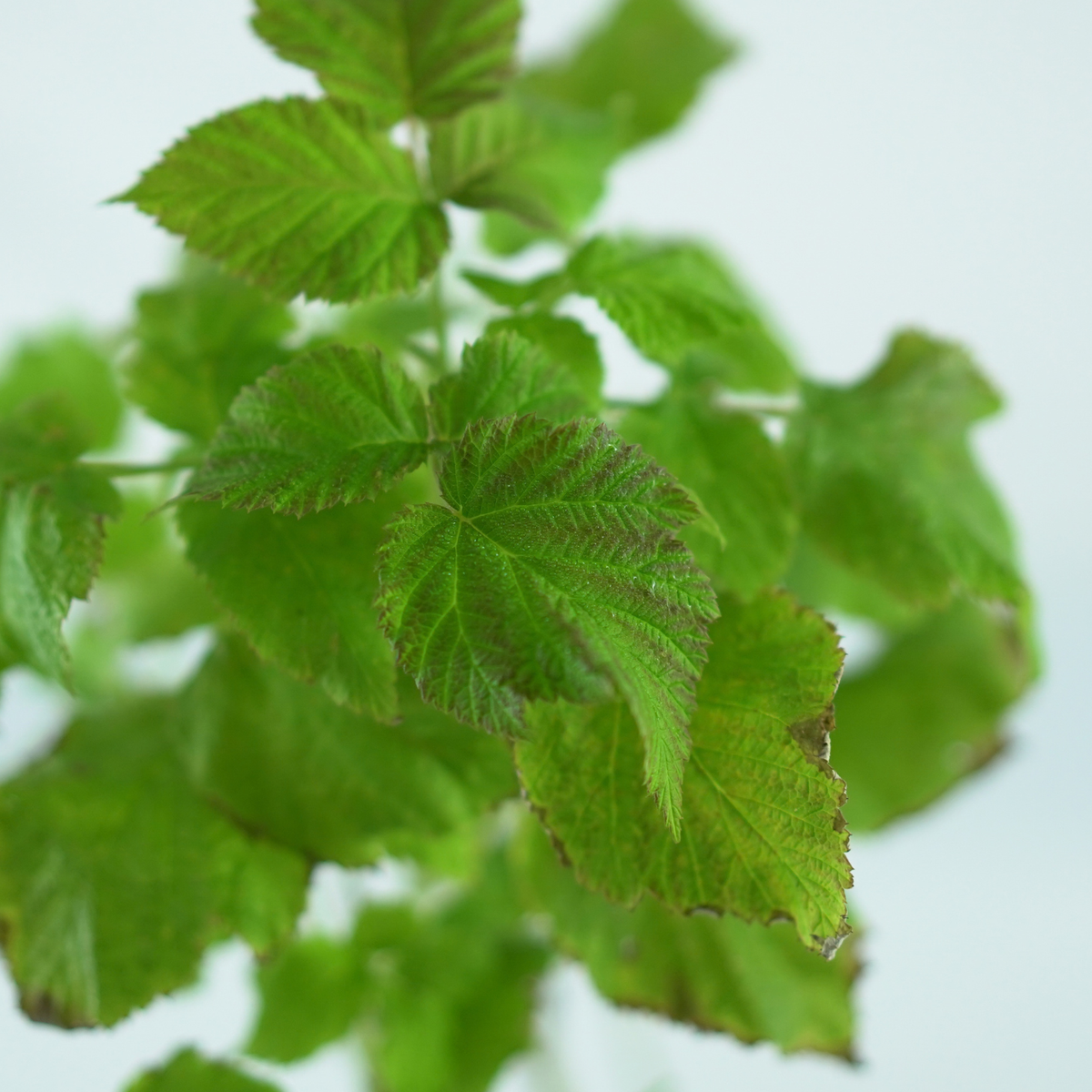 RUBUS IDAEUS 'Ruby Beauty' Malina