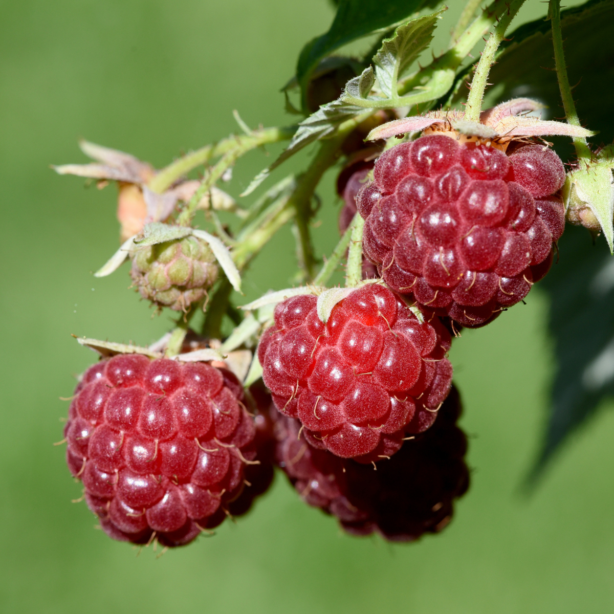 RUBUS IDAEUS 'Ruby Beauty' Malina