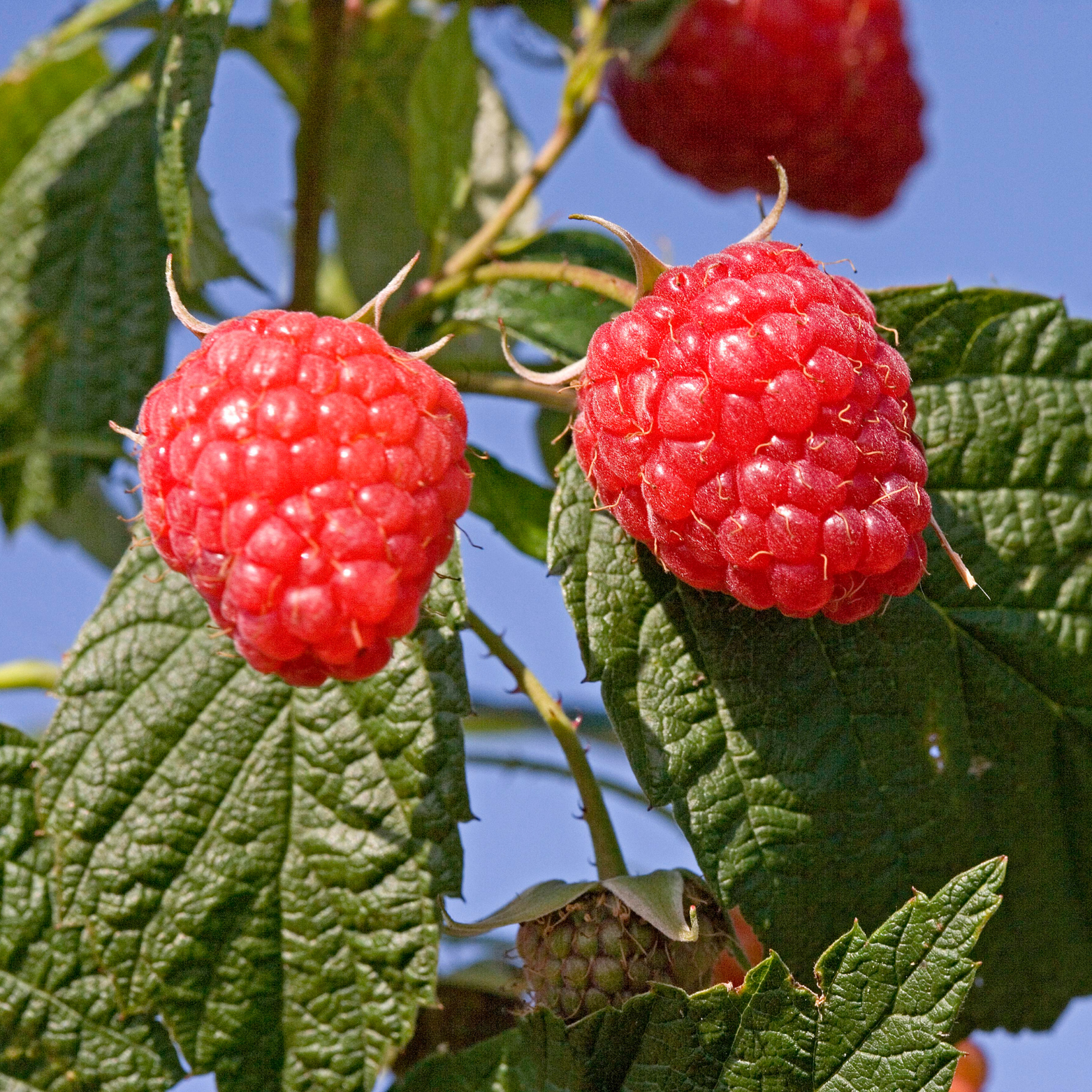 RUBUS IDAEUS 'WILLAMETTE' Malina