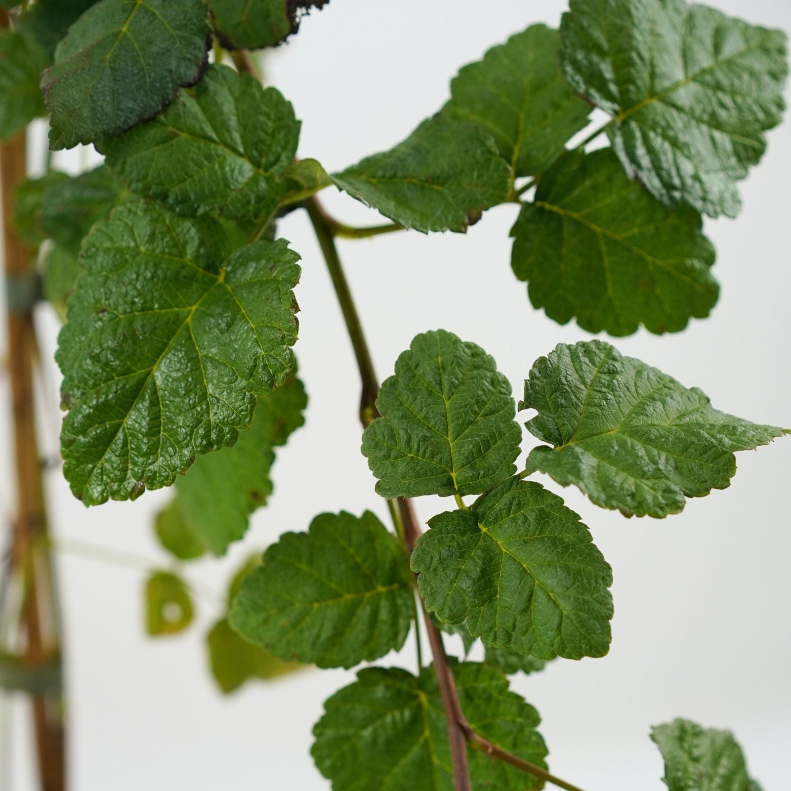 RUBUS FRUTICOSUS & IDAEUS 'BUCKINGHAM TAYBERRY' Malinojeżyna