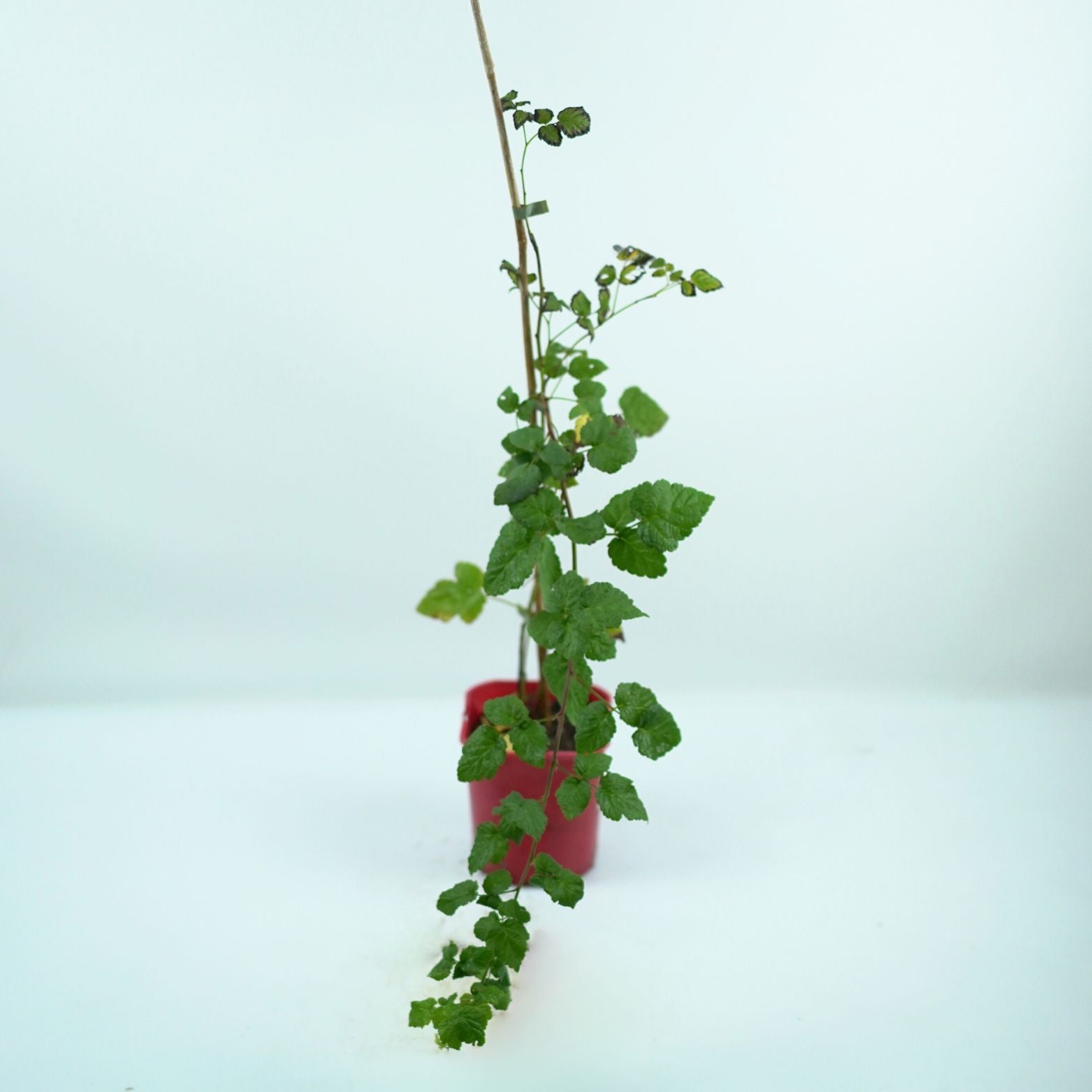 RUBUS FRUTICOSUS & IDAEUS 'BUCKINGHAM TAYBERRY' Malinojeżyna