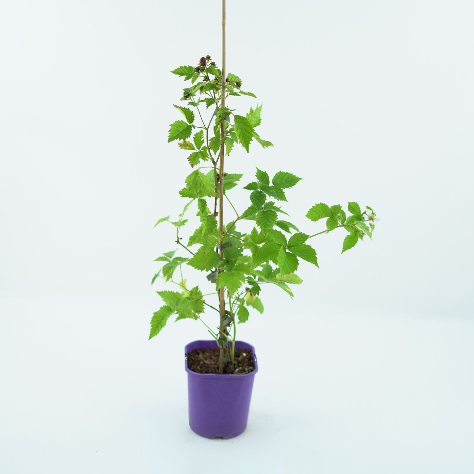 RUBUS FRUTICOSUS 'LOCH NESS' Jeżyna bezkolcowa