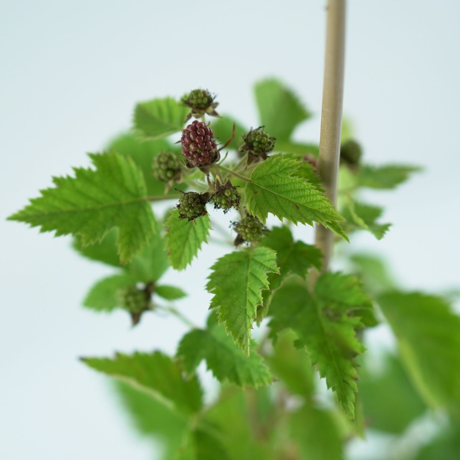 RUBUS FRUTICOSUS 'LOCH NESS' Jeżyna bezkolcowa