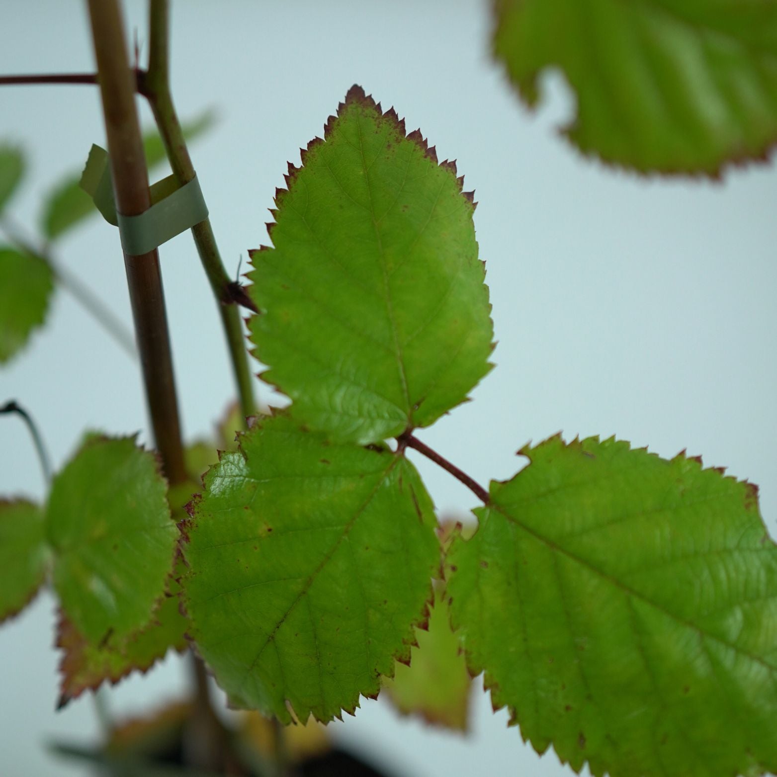 RUBUS FRUTICOSUS 'TRIPLE CROWN' Jeżyna bezkolcowa