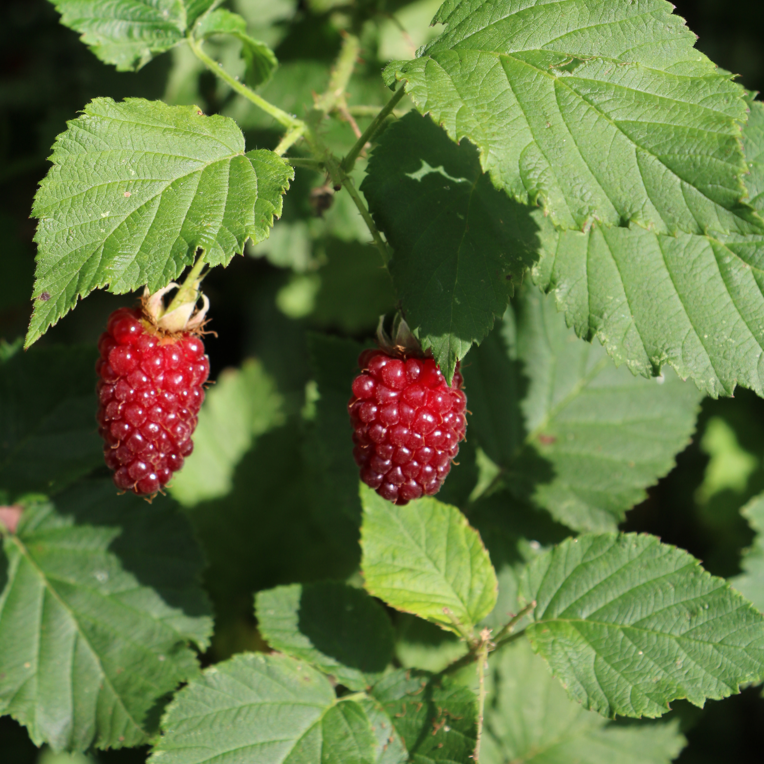 RUBUS IDAEUS 'CLARITA' Malina