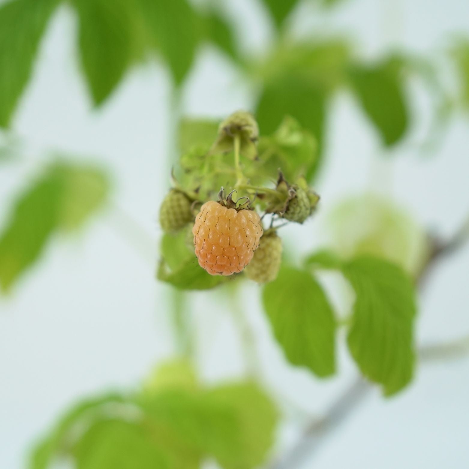 RUBUS IDAEUS 'GOLDEN BLISS' Malina
